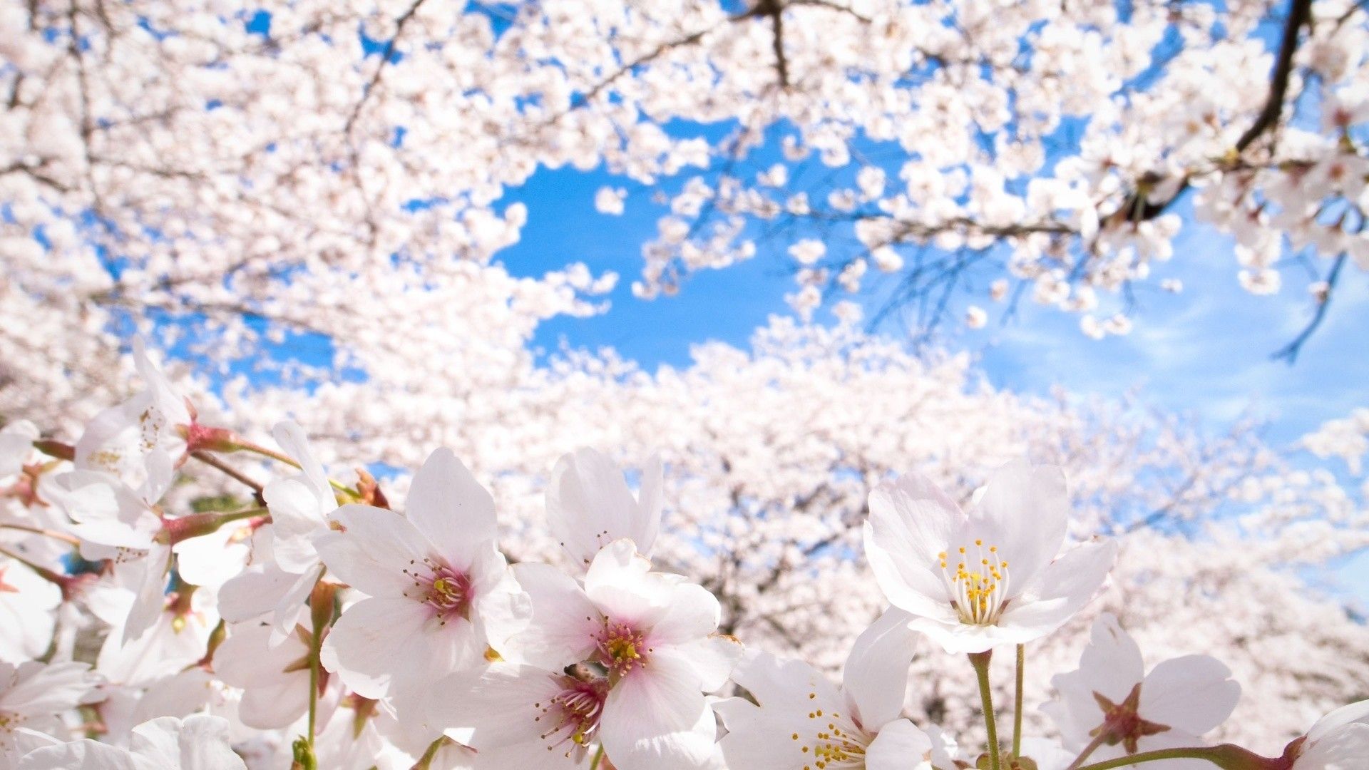 Sakura Flower Wallpaper ① Cherry Blossoms Anime, Download