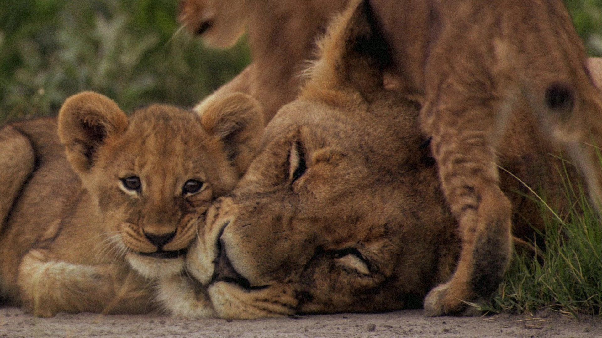 Lion Cubs with Mom HD Wallpaper. Background Imagex1080