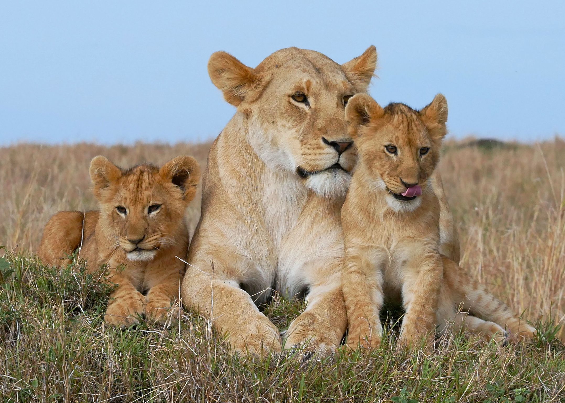 Mother Lion and Her Cubs HD Wallpaper. Background Image
