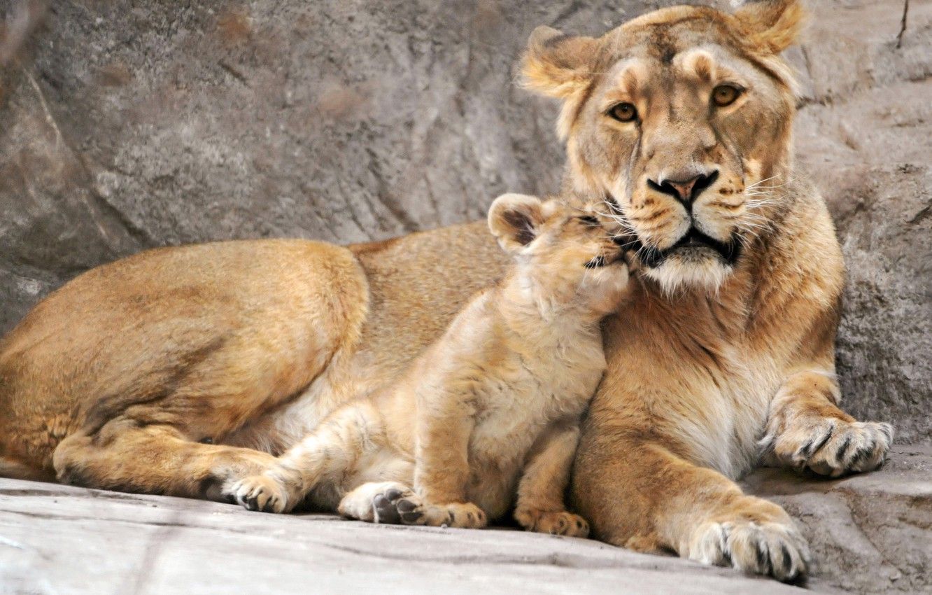 Wallpaper lion, lioness, cub, mother image for desktop, section