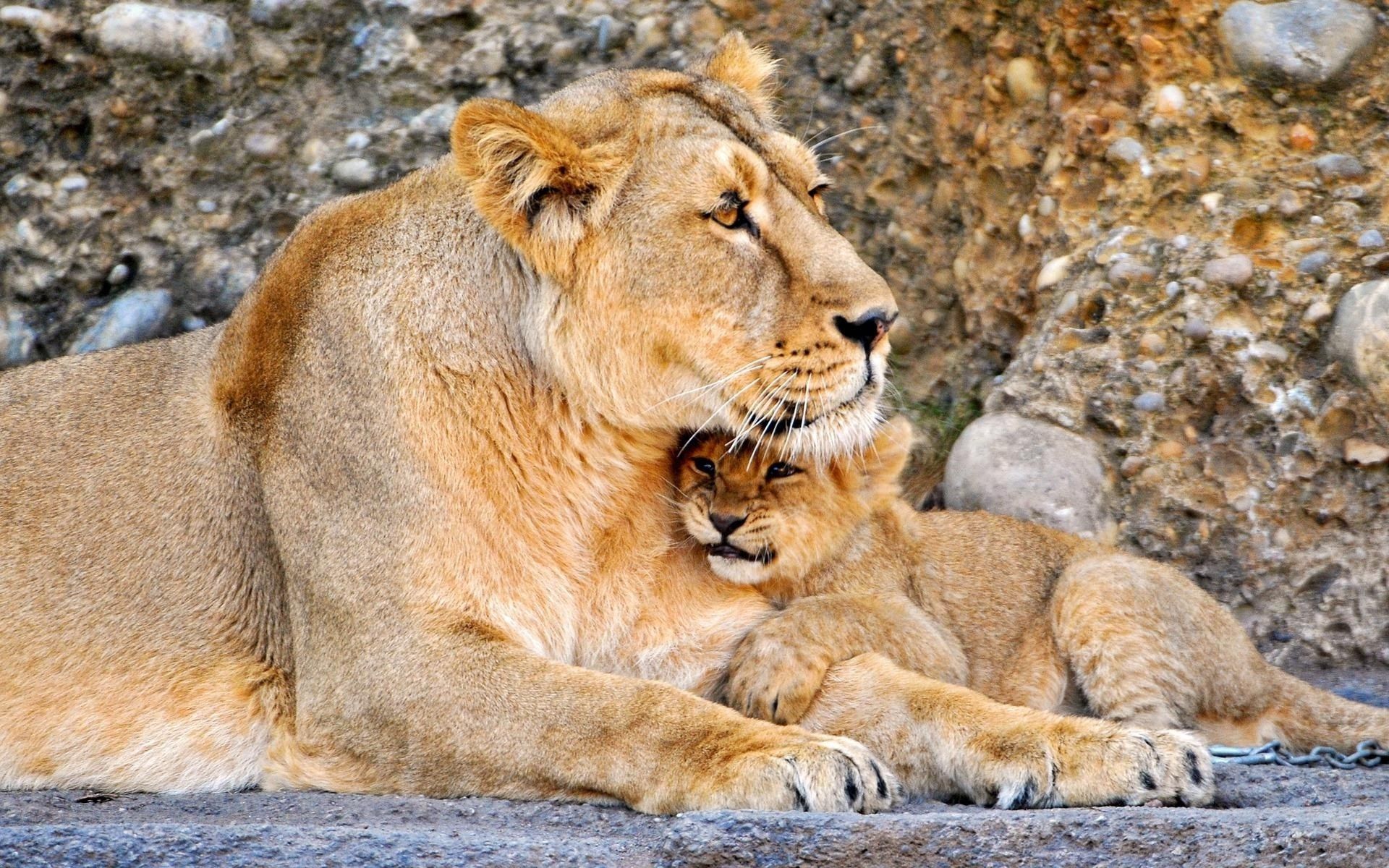 Lion Mother Love With Baby Hugs Forest Animal Image Wallpaper