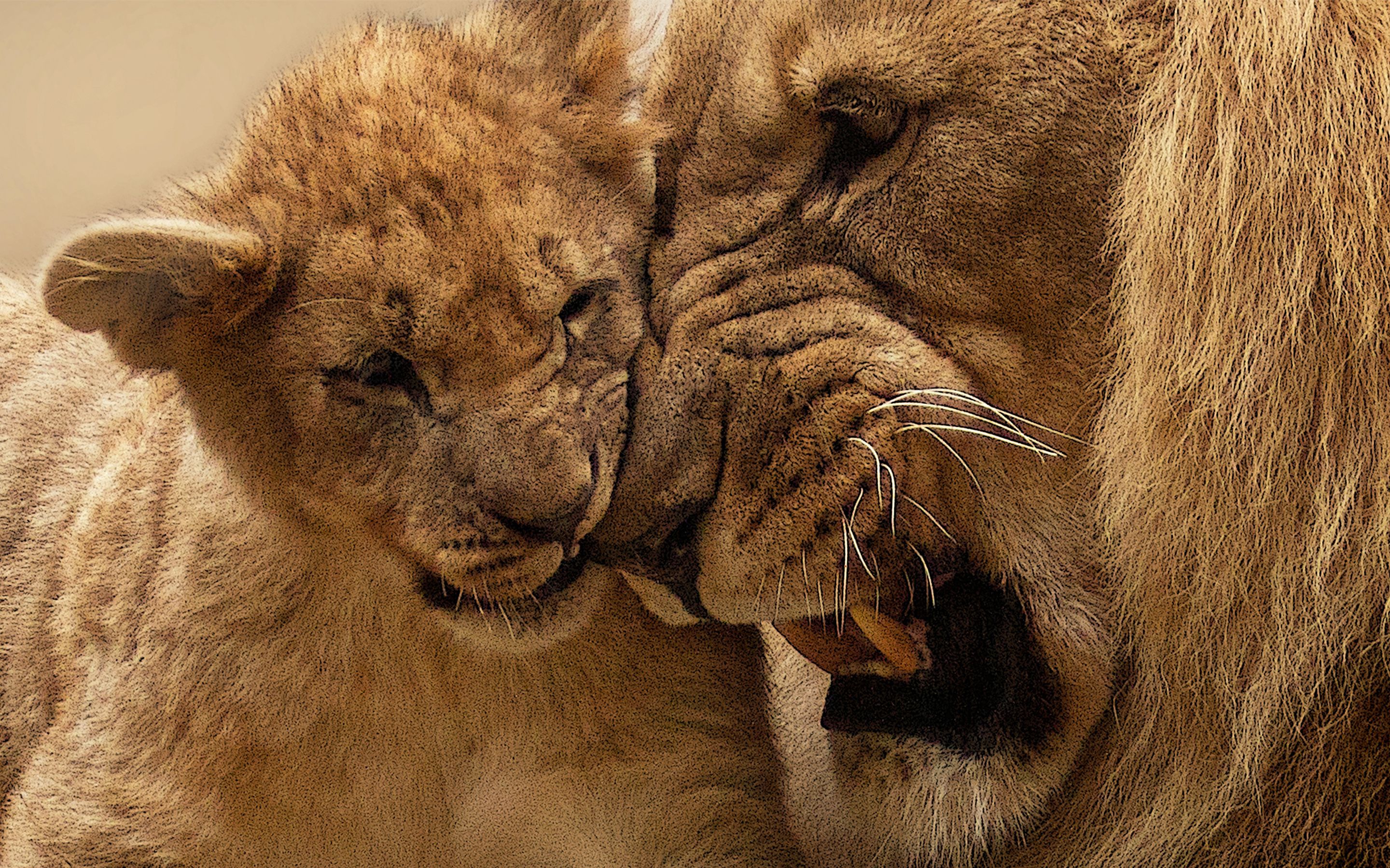 Lion Mother Cub Wallpaper
