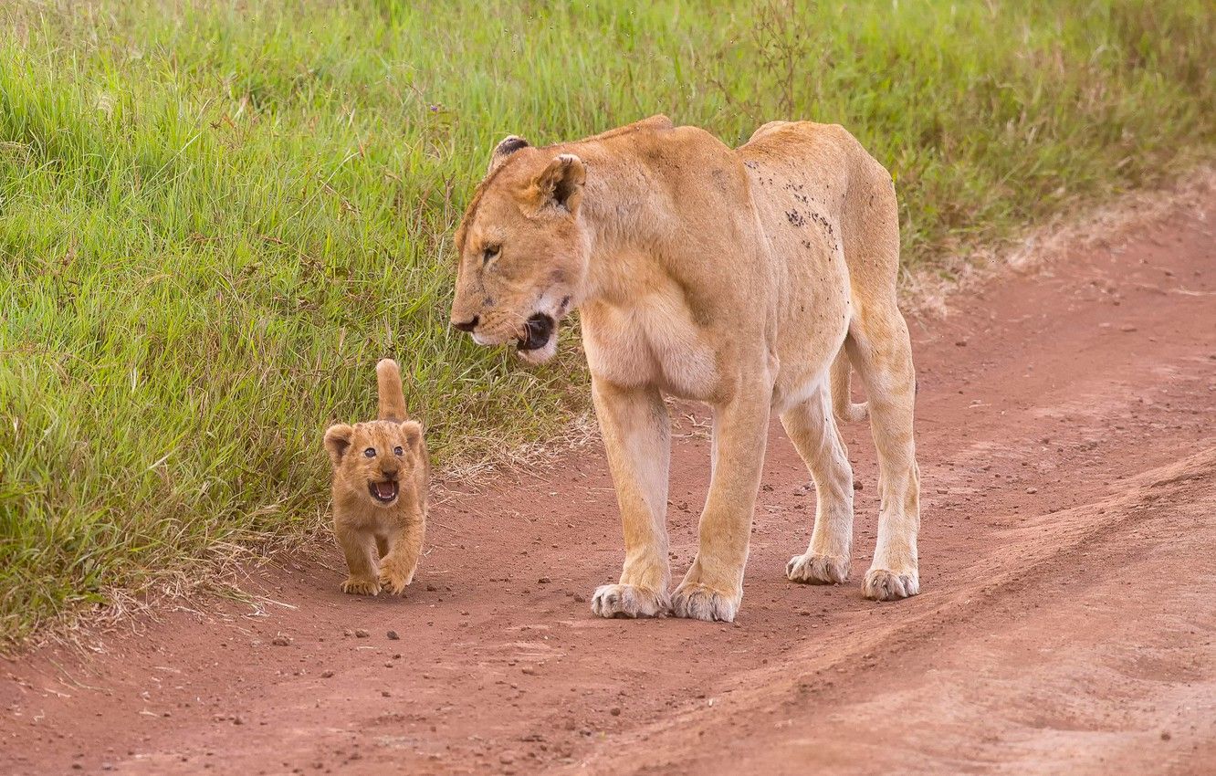 Wallpaper lioness, lion, Mother & Child image for desktop