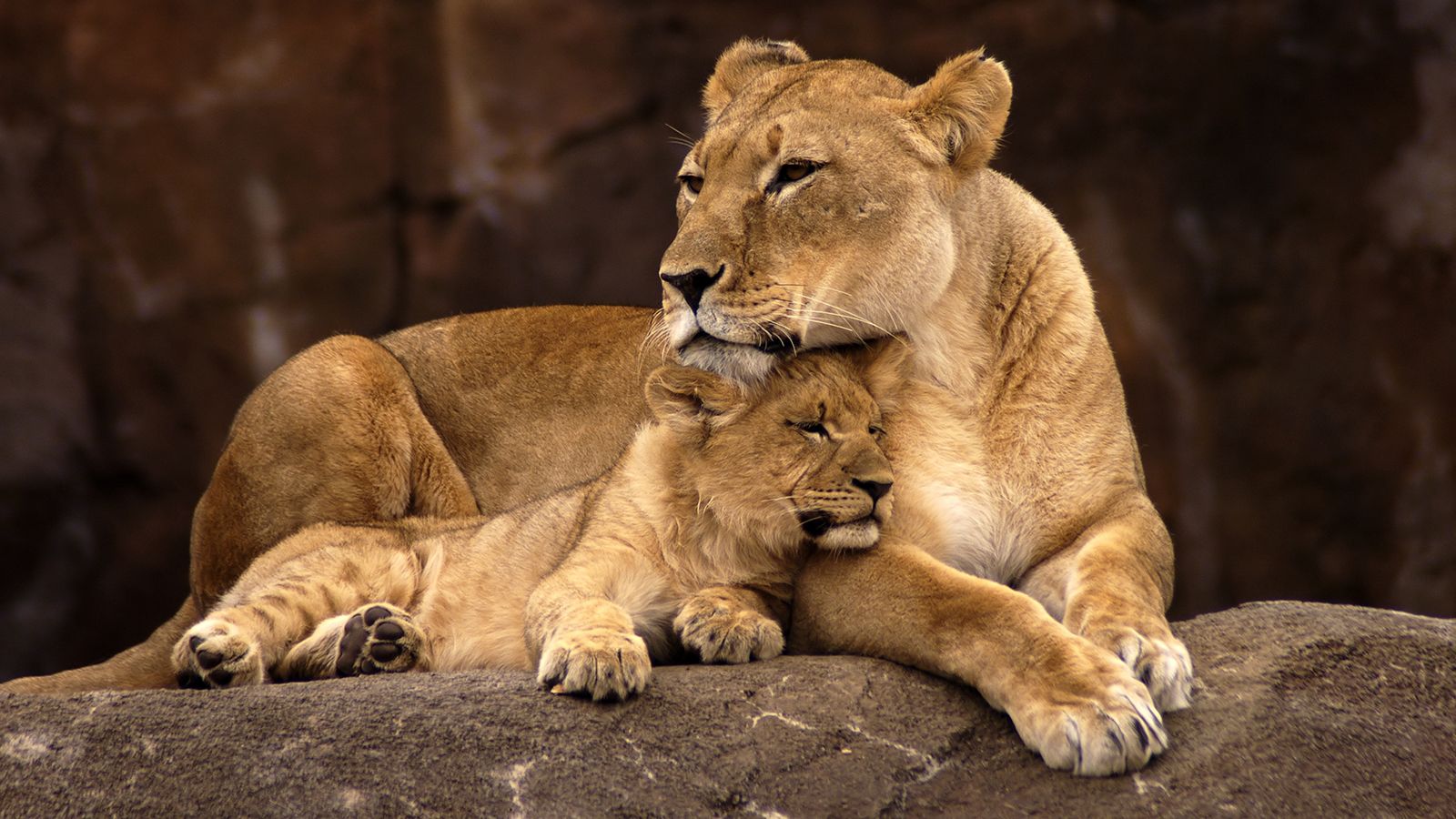 Free Clipart Mother Lioness With Cubs Stunning Clipart