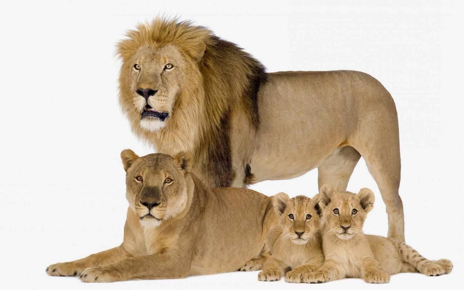 Photo of a lion family. HD Animals Wallpaper