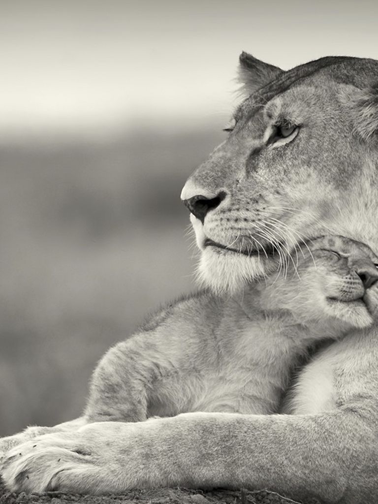 Free download so cute lion cub an their mother Wallpaper 1920 1200