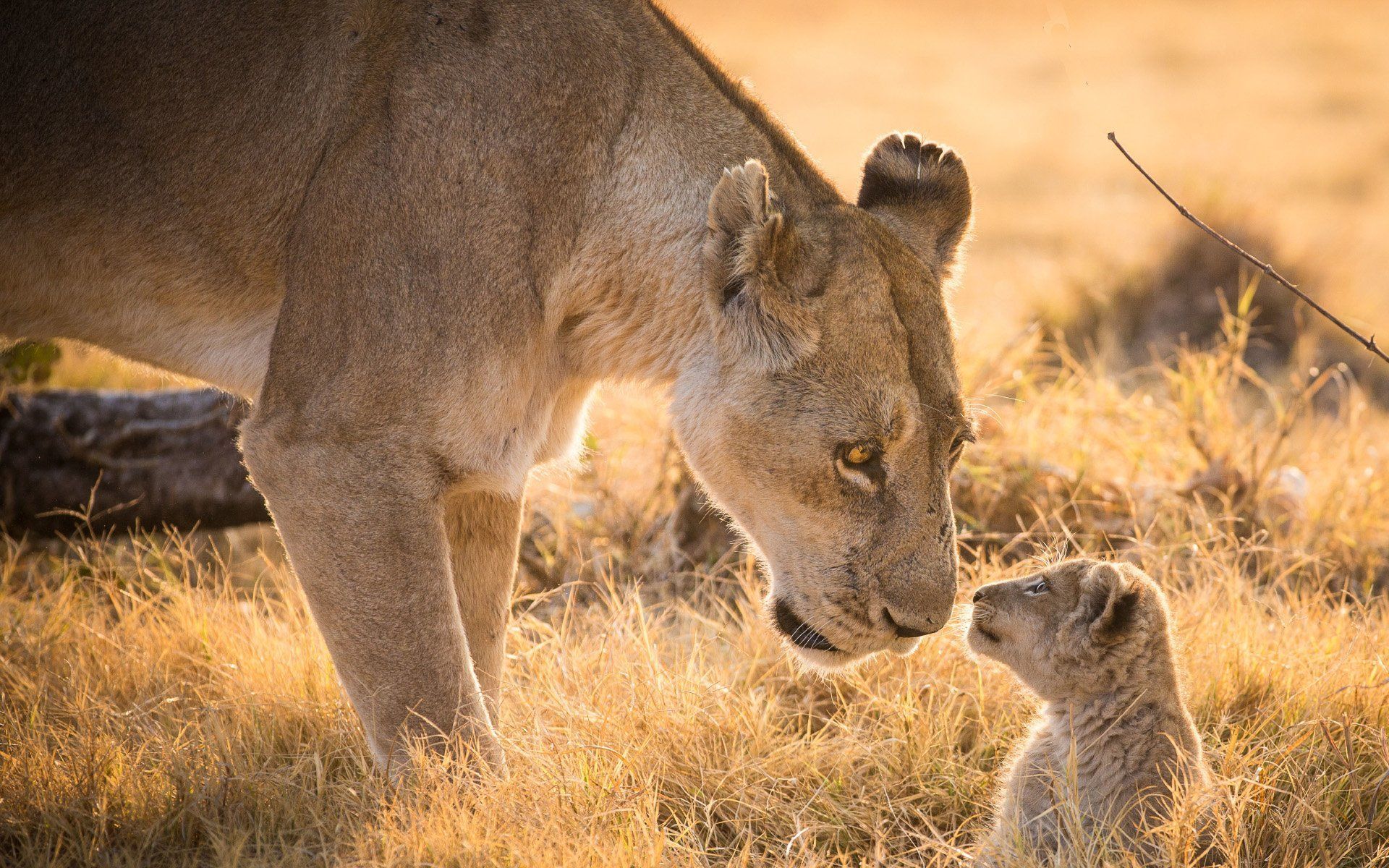 Mother and Baby Animal Photography Wallpaper