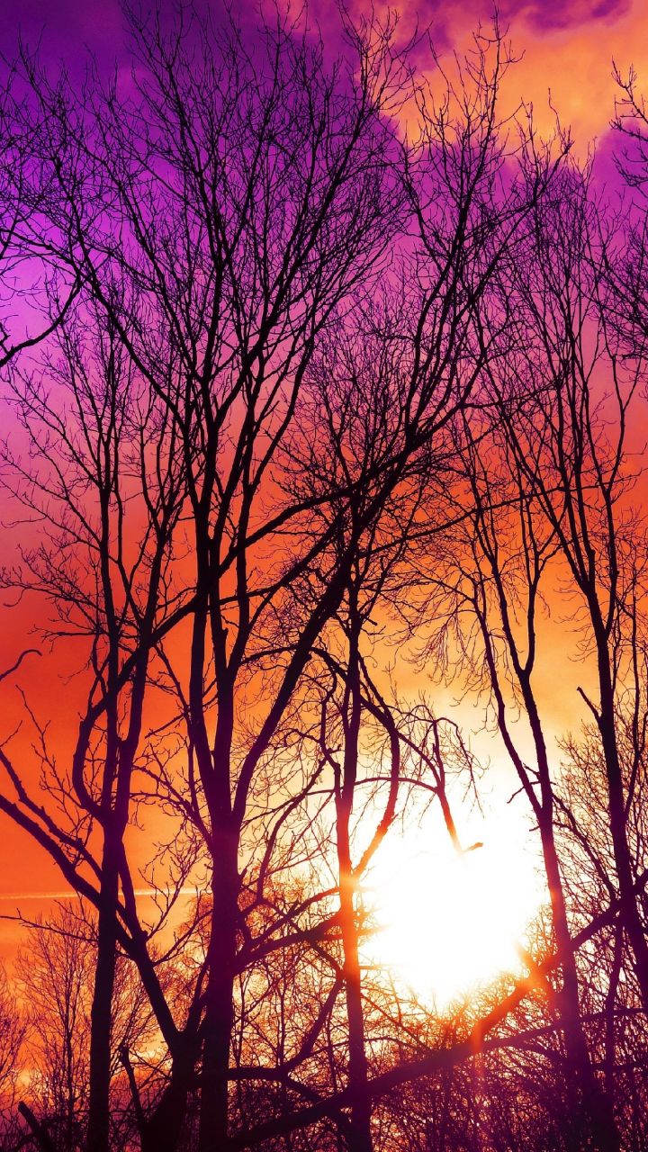 Download 720x1280 wallpaper pink skyline, tree, sky, sunset