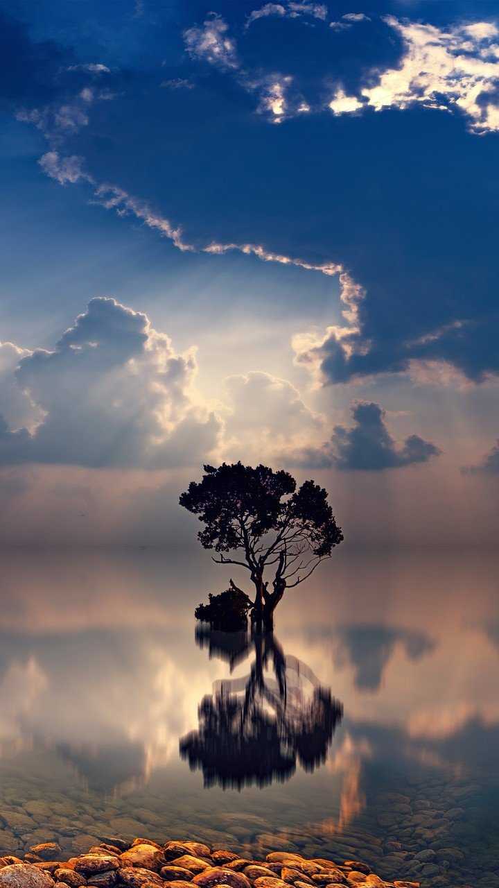 Lonely Tree Sunbeams HD Wallpaper (720x1280)