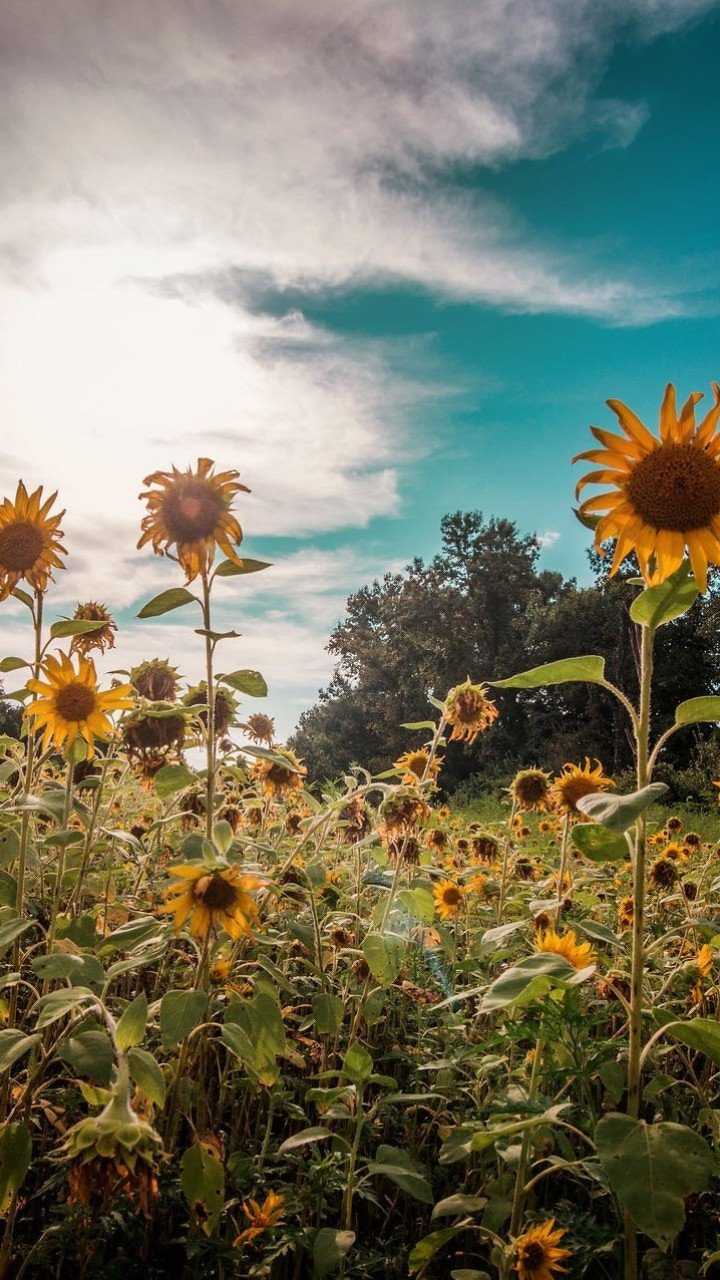 Sunflowers Nature HD Wallpaper (720x1280)