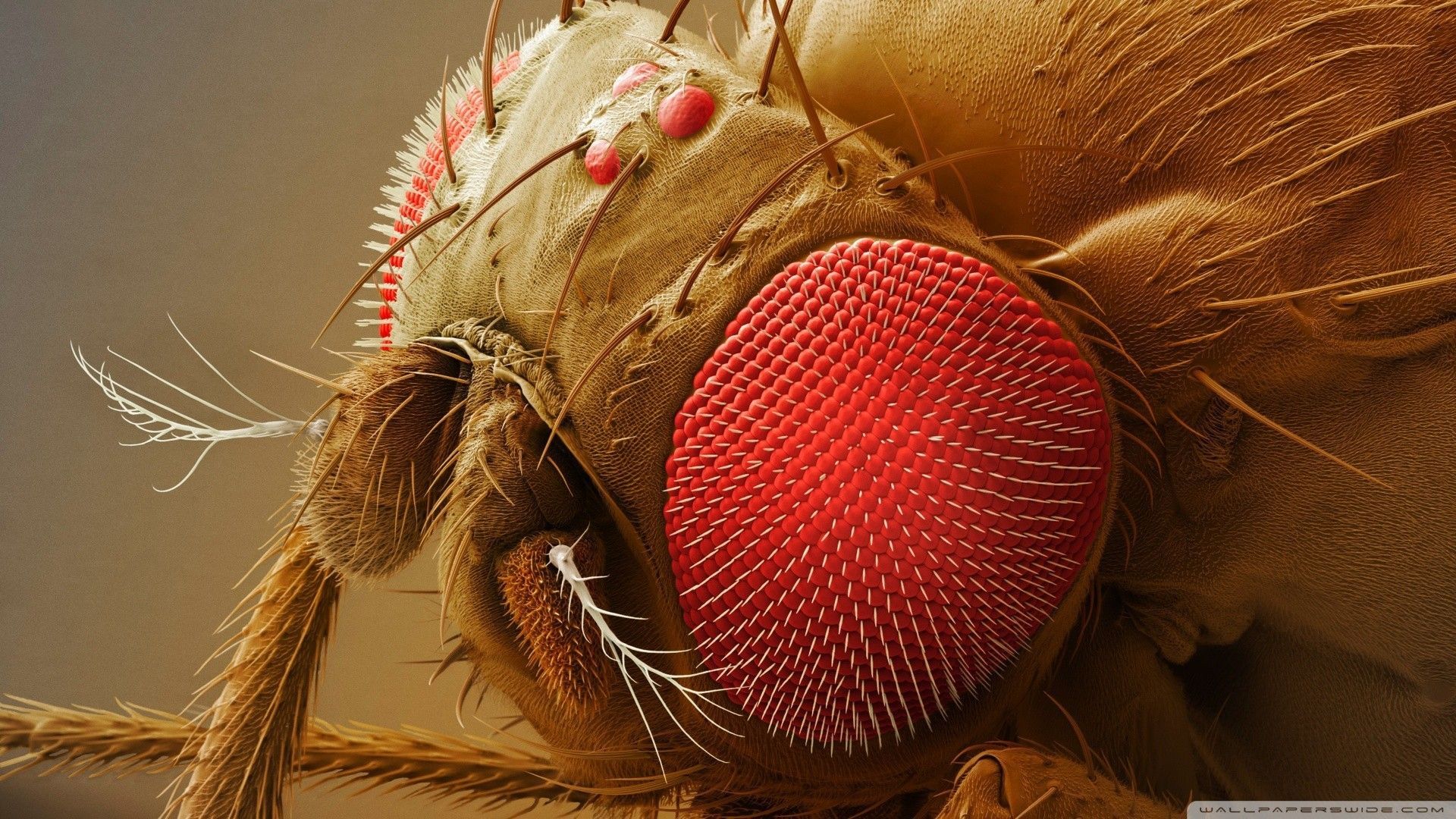 Drosophila melanogaster wallpaper. Fruit flies, Science image