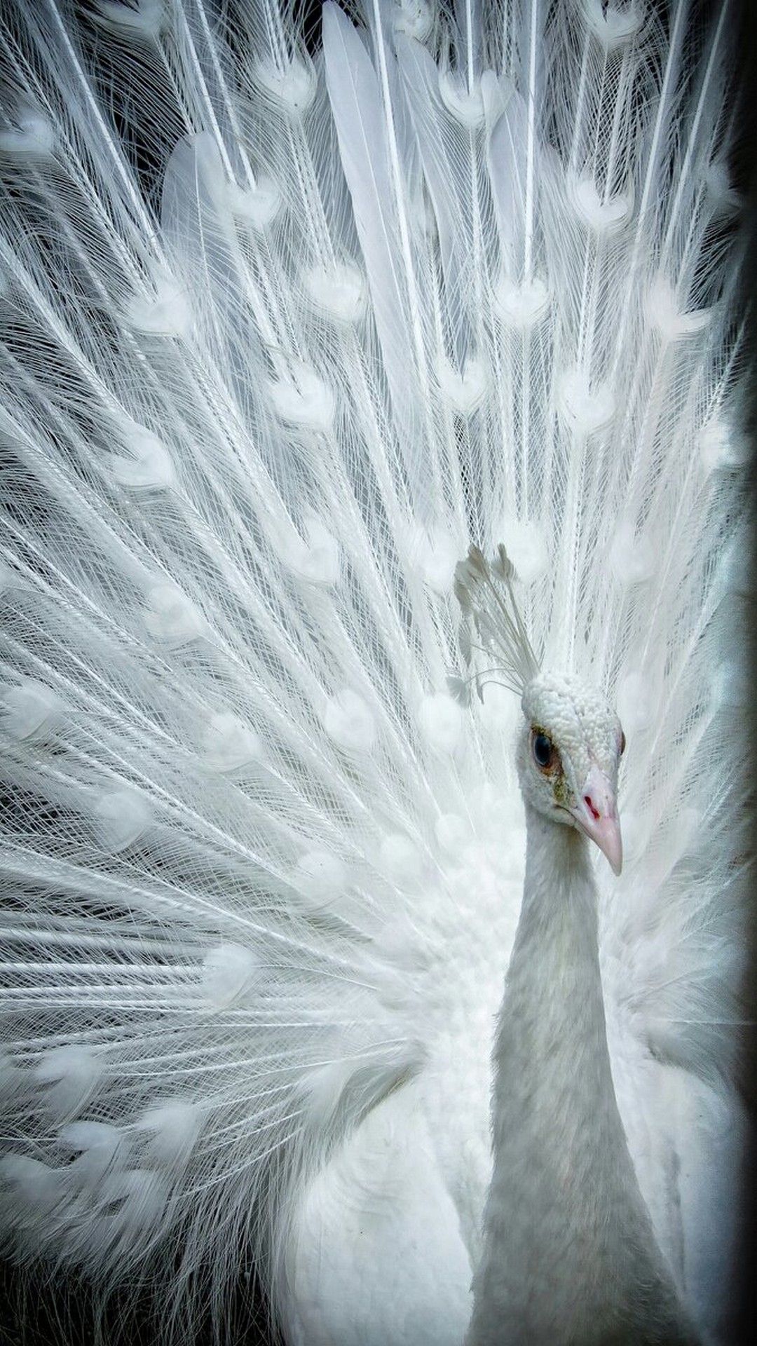 White Peacock Wallpaper Android Wallpaper