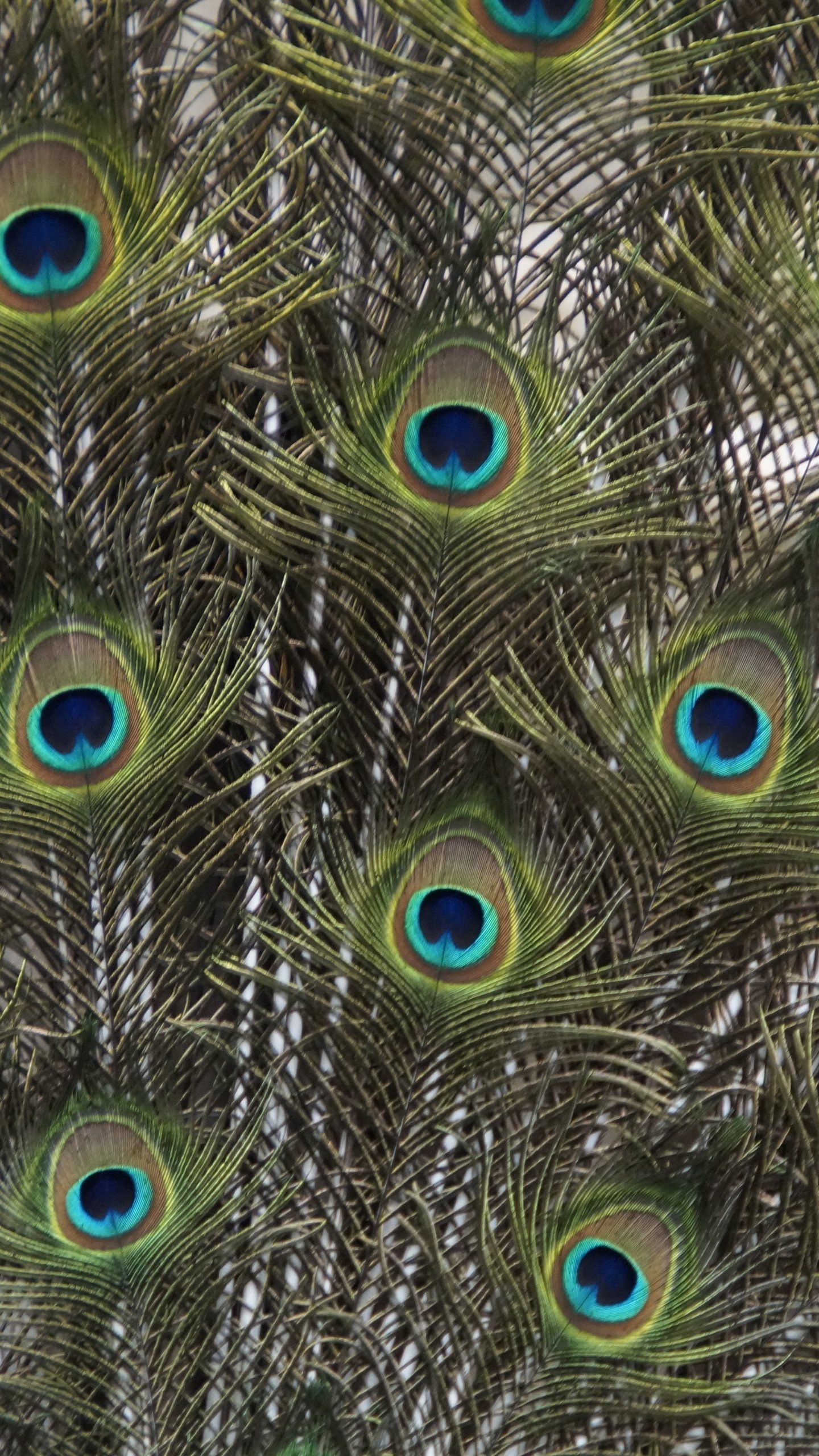 Peacock Feathers Wallpaper, Android & Desktop Background