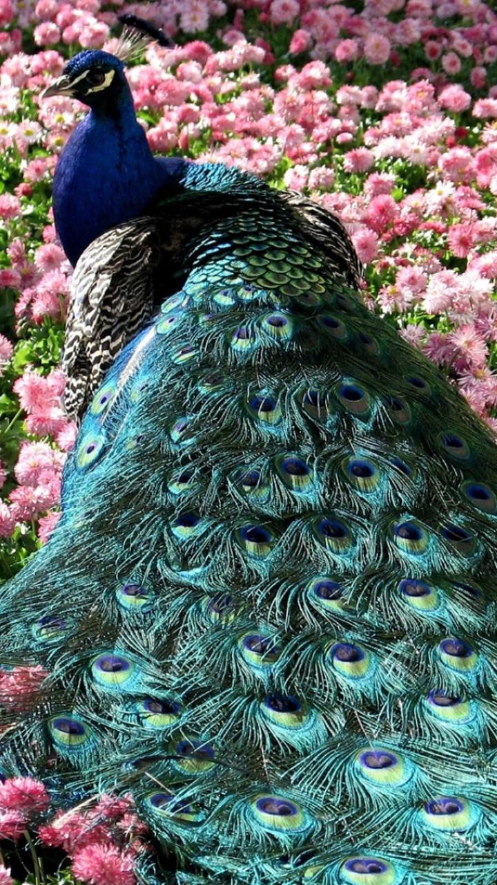 Peacock HD Wallpaper for Android