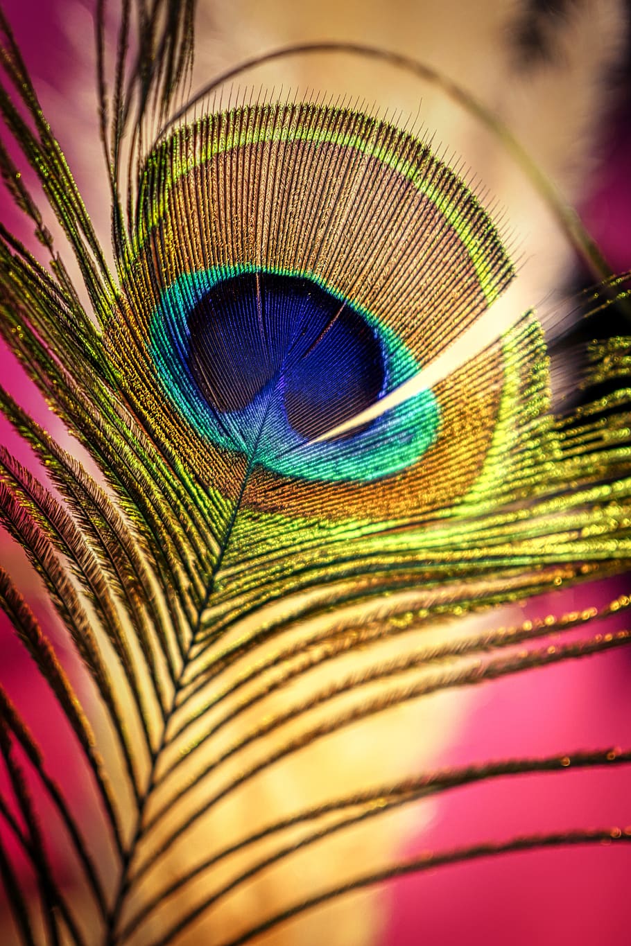 HD wallpaper: peacock feather, colorful, iridescent, plumage