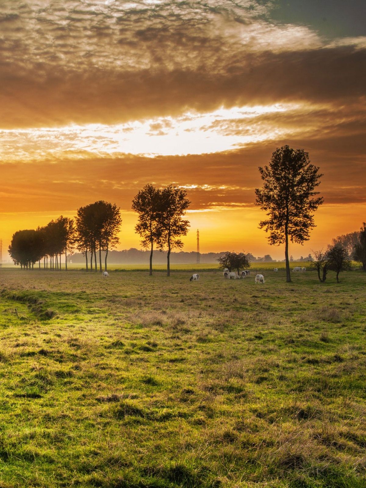 Nature Pic For Mobile