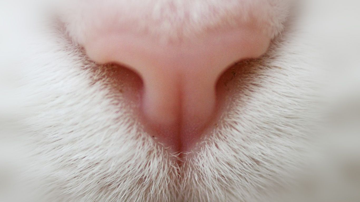 Cat Nose Cute White Pink Animal. Cat Wallpaper, Cat Nose