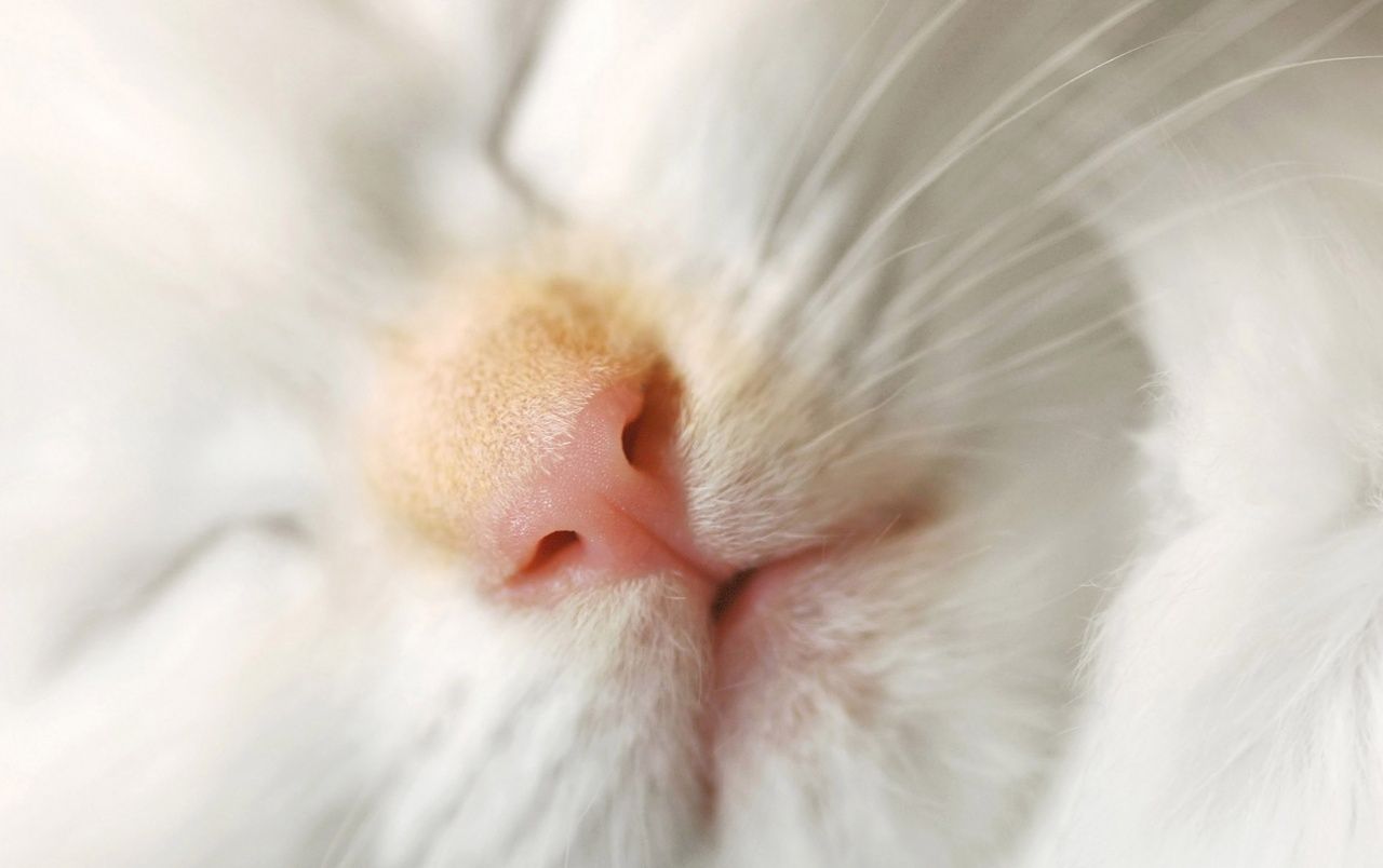Cat Nose wallpaper. Cat Nose