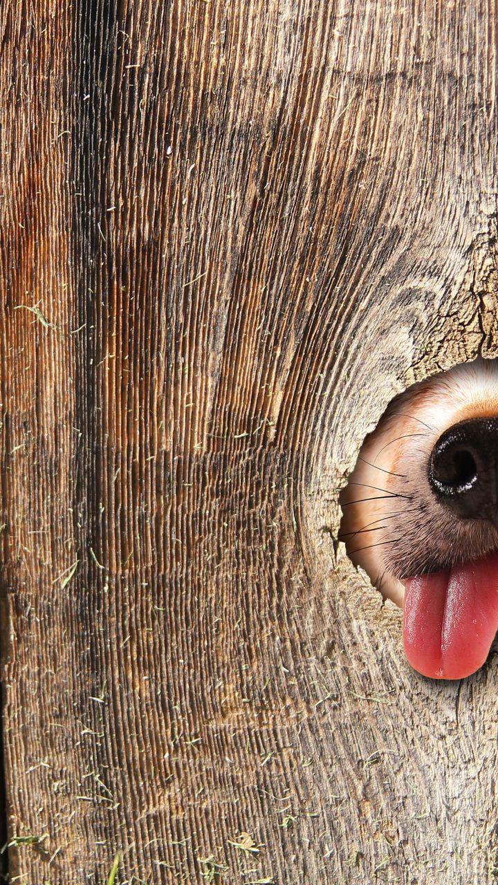 language, dog, fence, the nose desktop wallpaper 23298