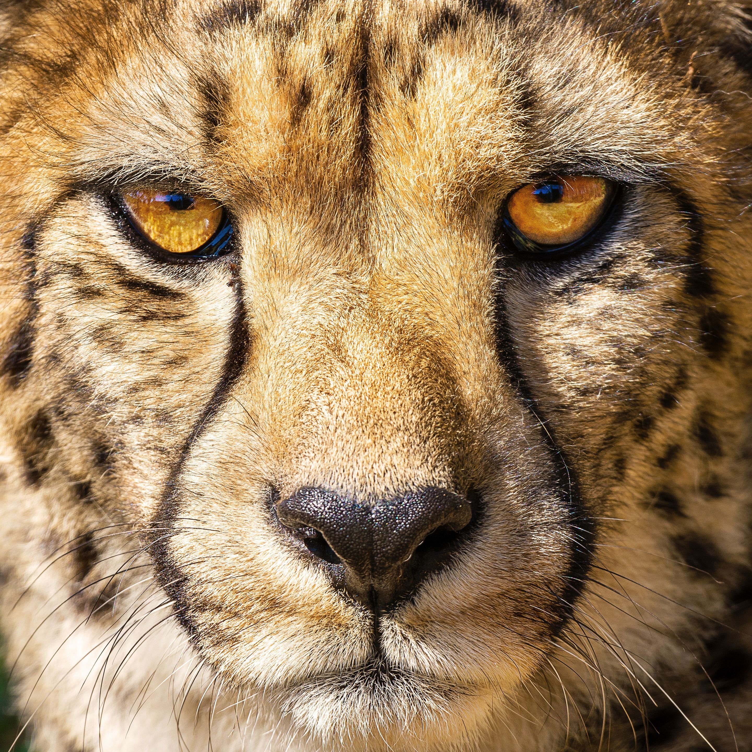 Desktop Wallpaper cheetah Eyes Nose Macro Snout Animals 2880x2880