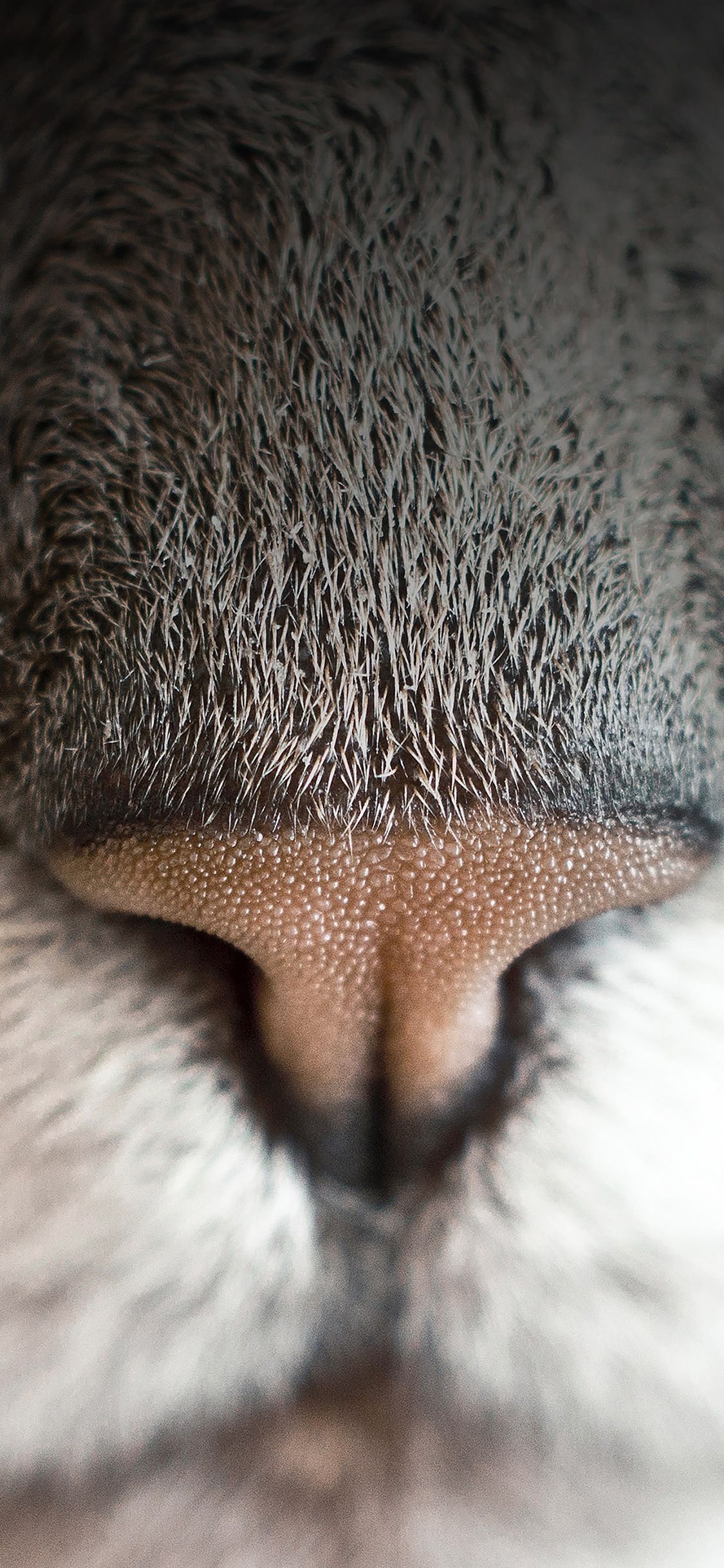 Cat nose close up iPhone X Wallpaper Free Download