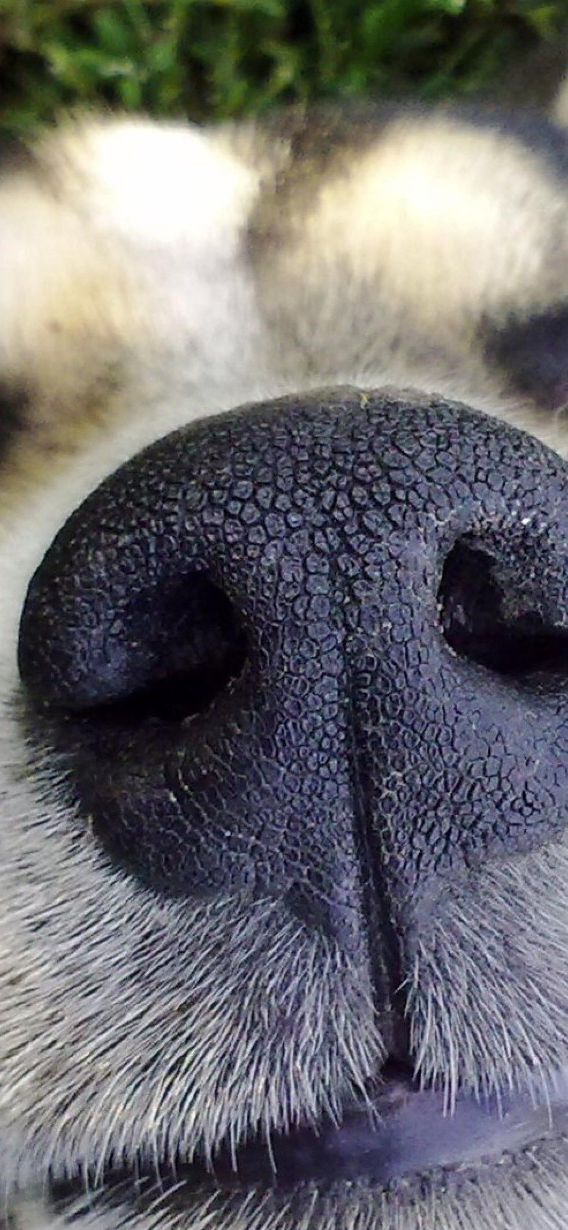 Dog Nose iPhone XS, iPhone iPhone X HD 4k Wallpaper