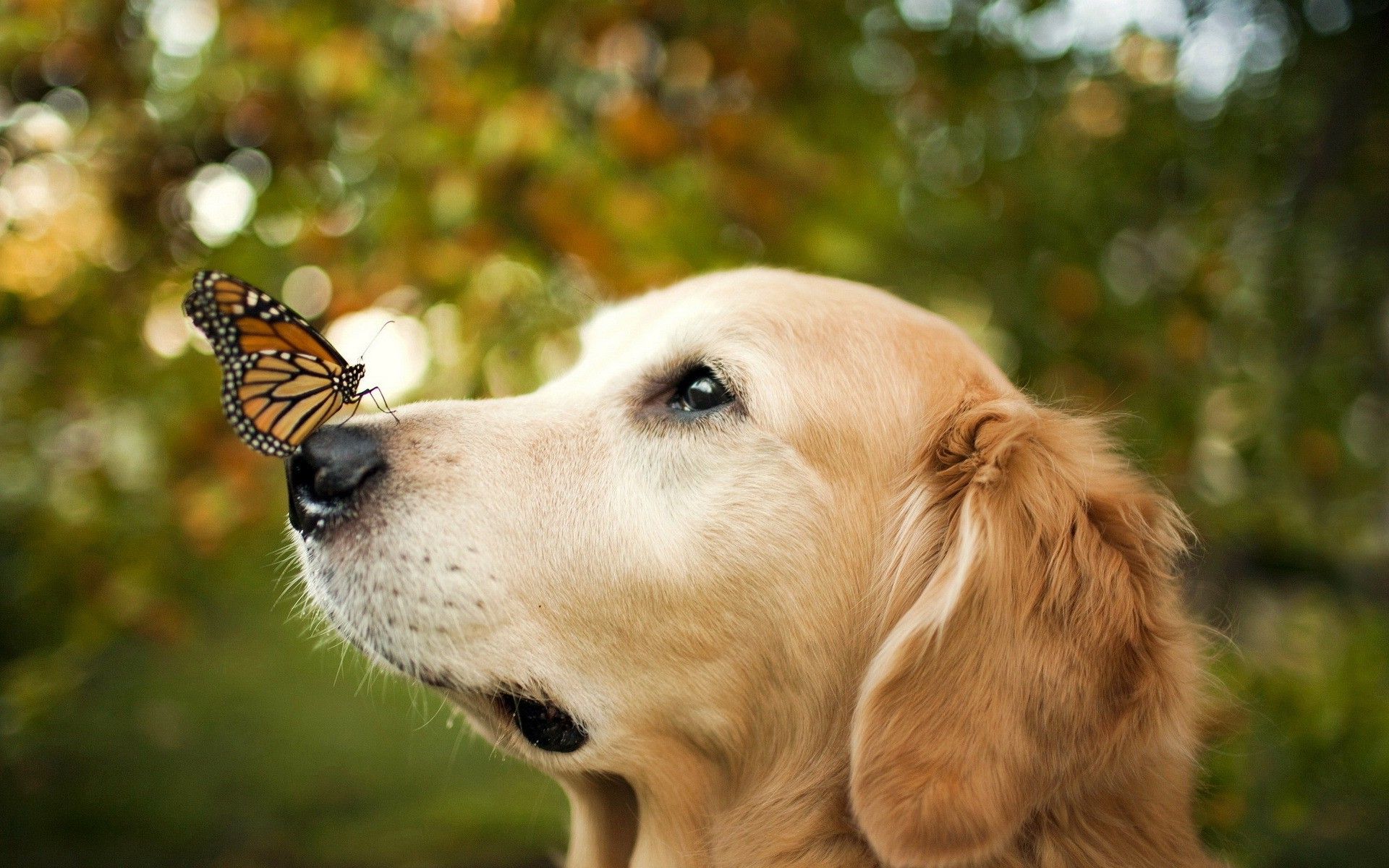 Golden Retriever With Butterfly On Nose Wallpaperx1200