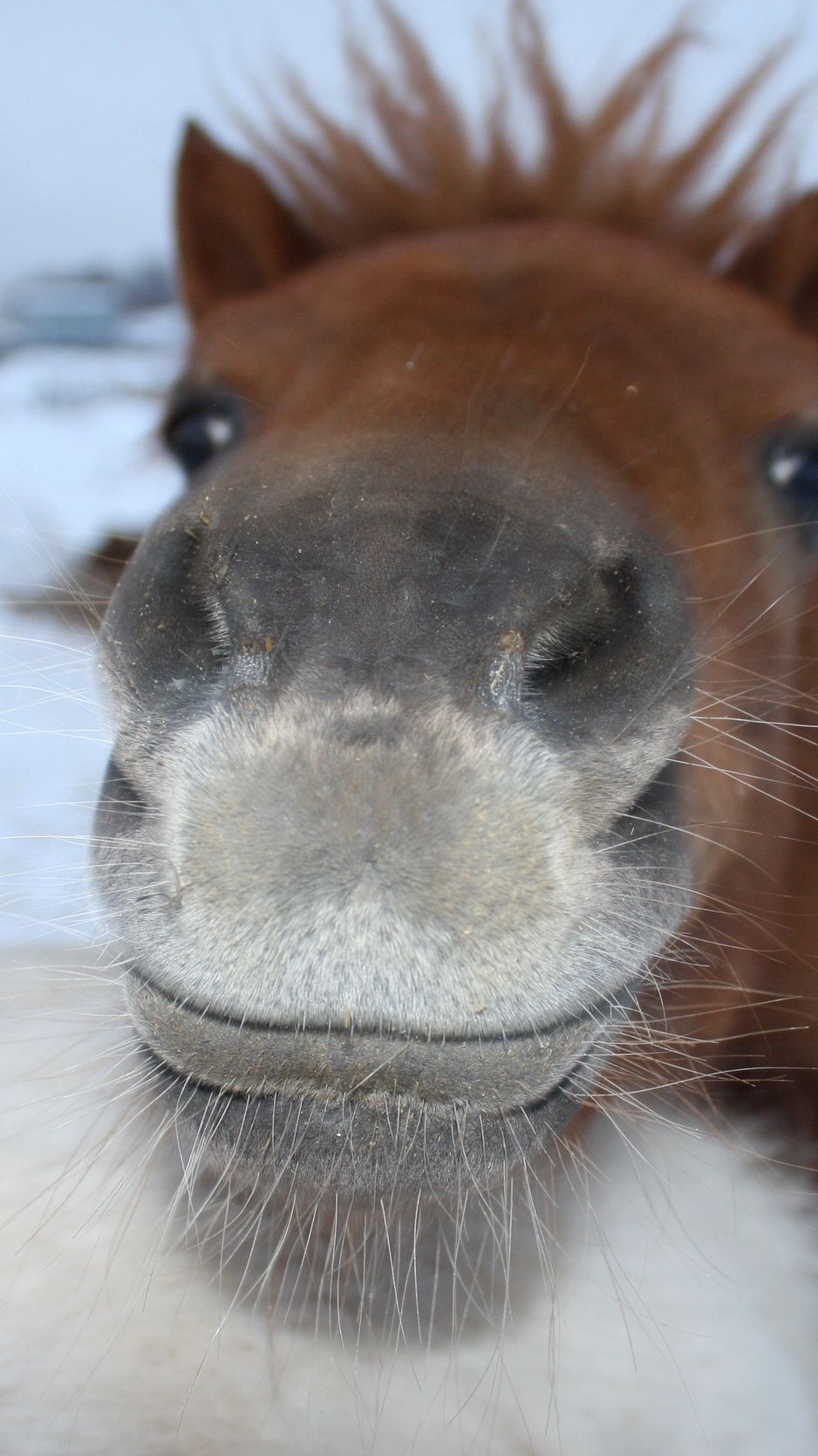 Download Wallpaper 938x1668 Horse, Face, Nose Iphone 8 7 6s 6