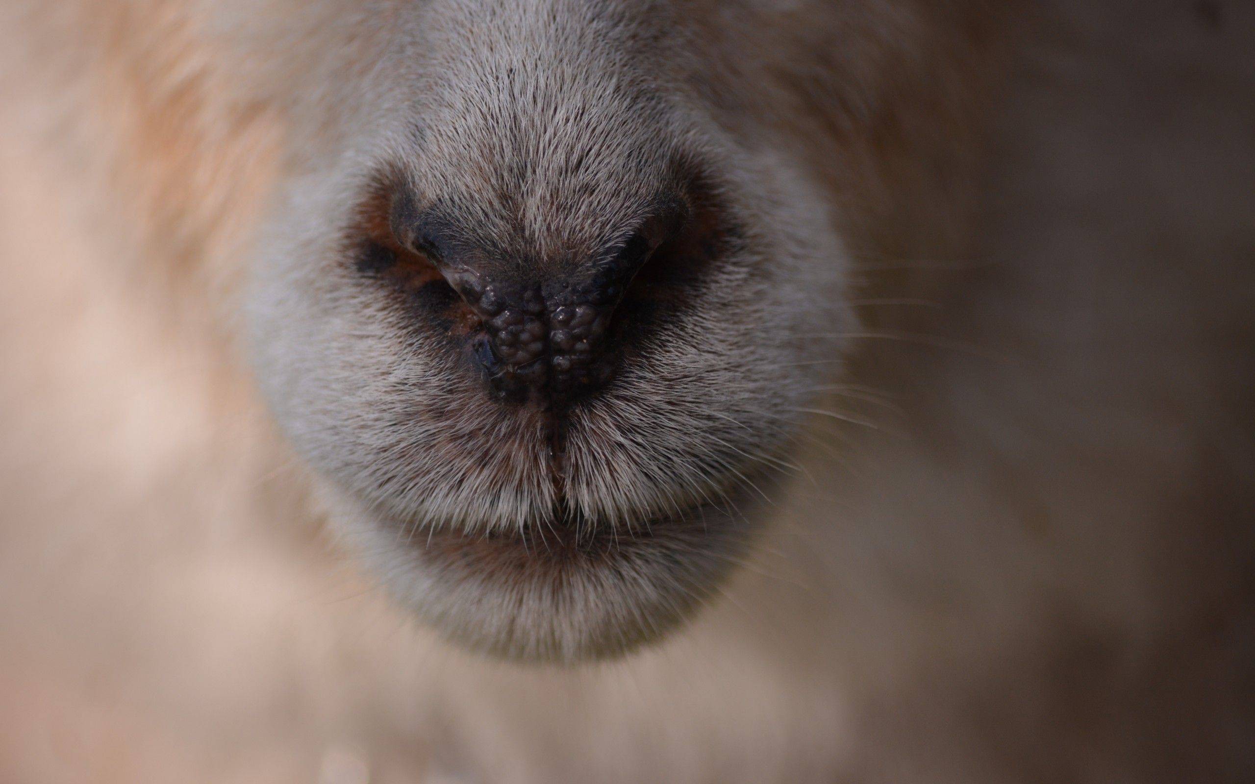 Download 2560x1600 Sheep Nose, Muzzle, Macro Wallpaper