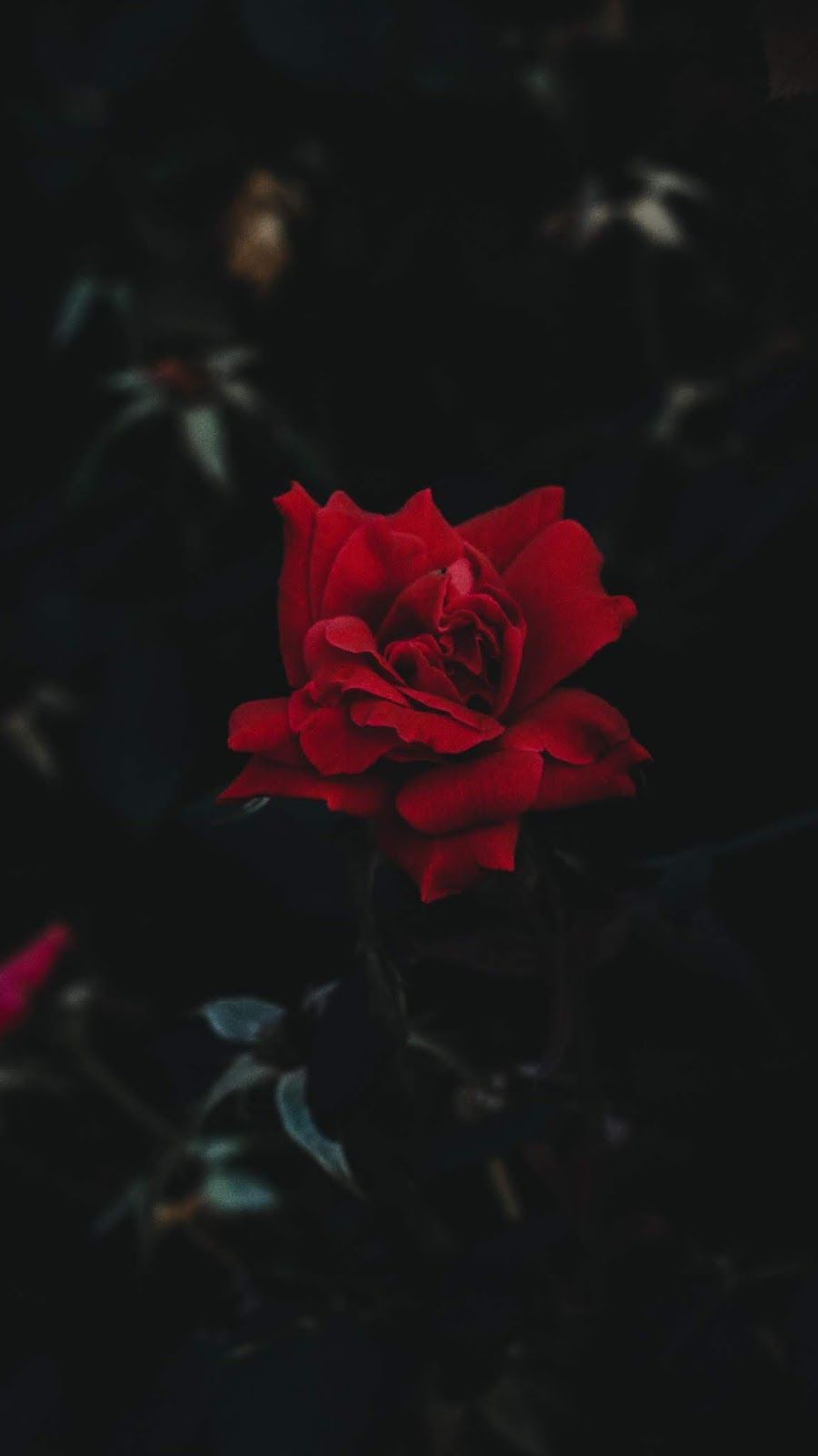 Red rose. Rose wallpaper, Wallpaper iphone roses