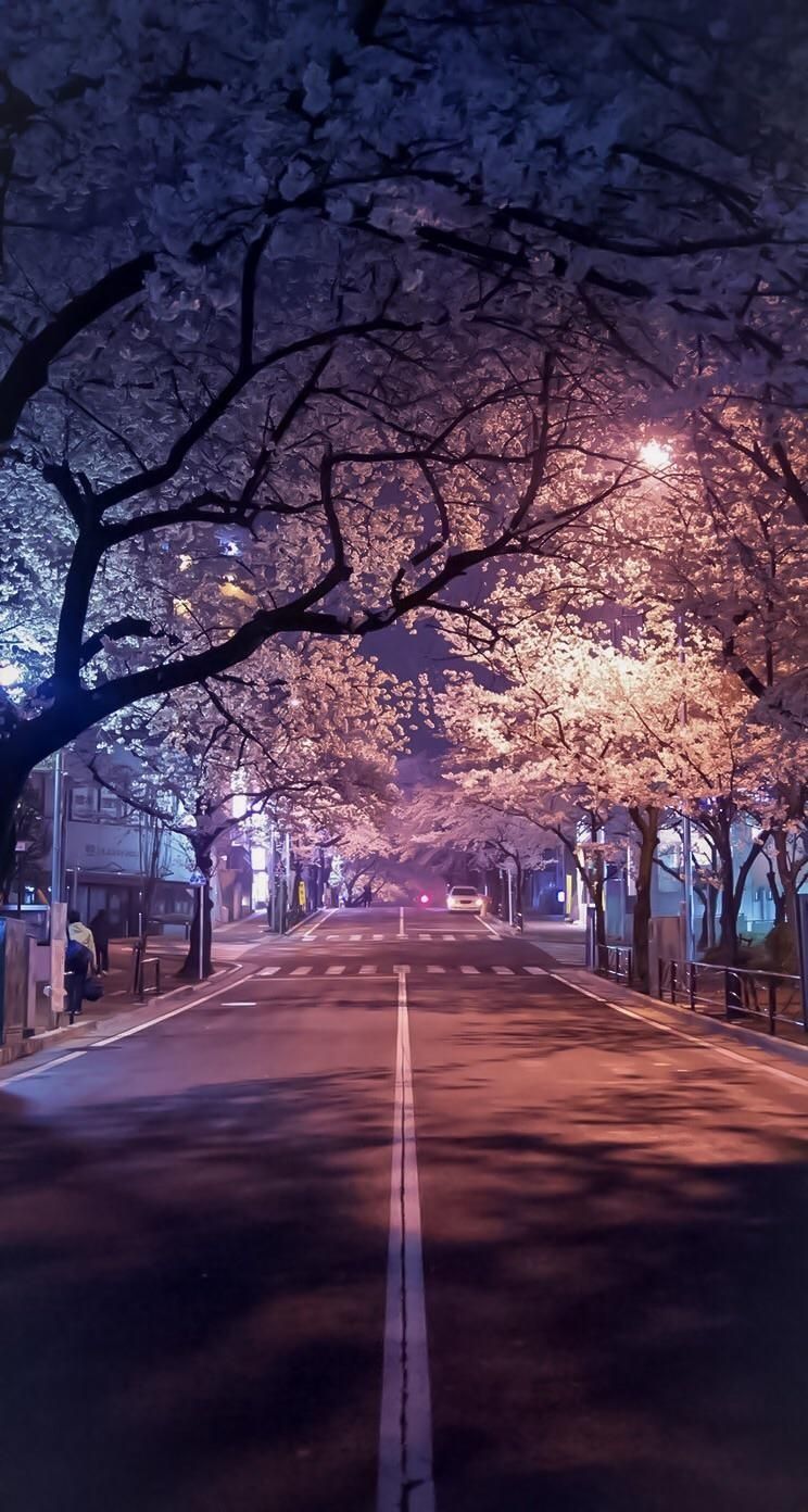 Cherry blossoms at night, Japan
