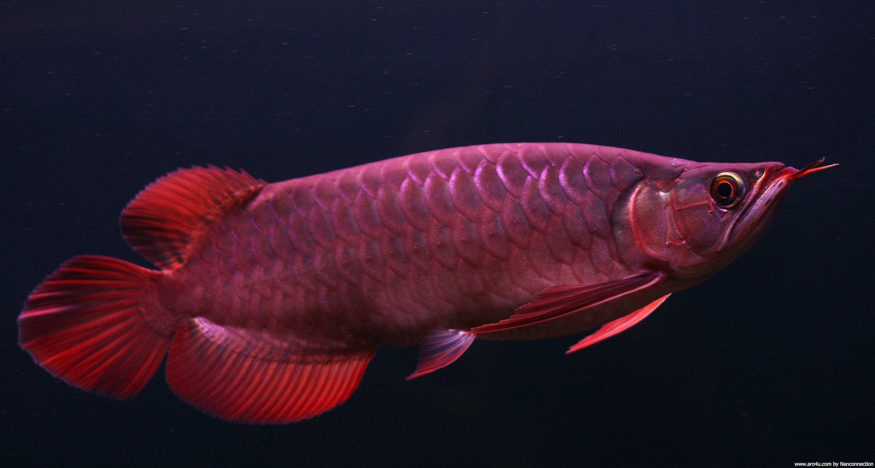 Arowana Wallpaper