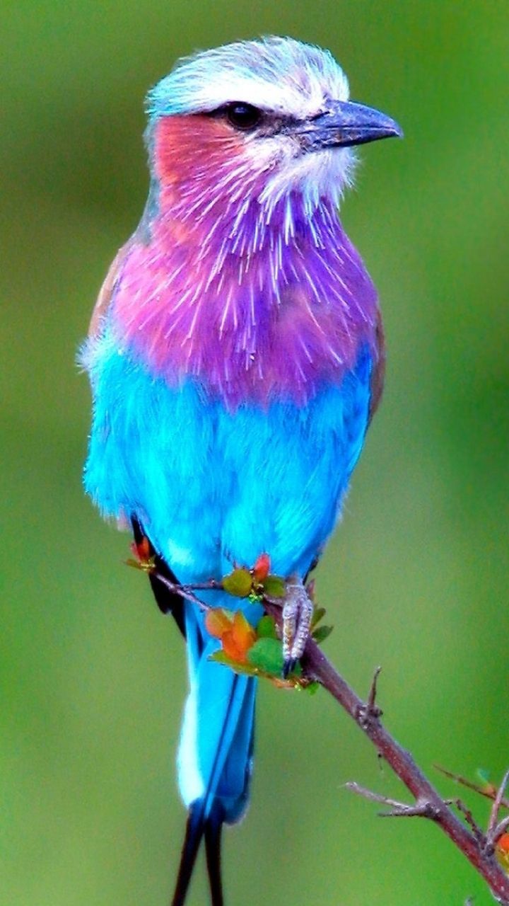Bird Mobile Phone Wallpaper 240x320 HD Wallpaper For Phones Free. Beautiful birds, Purple bird, Animals beautiful