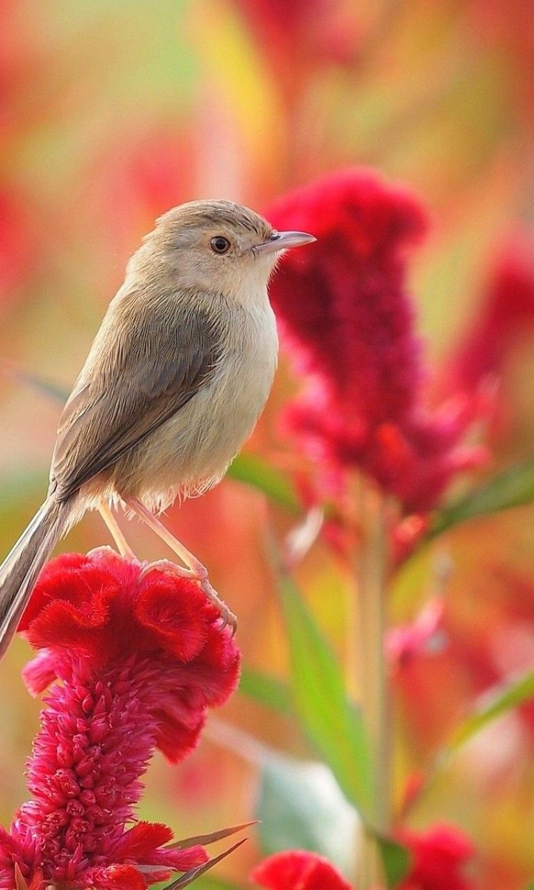 Flowers and Birds Wallpaper for Desktop and Mobile 768x1280