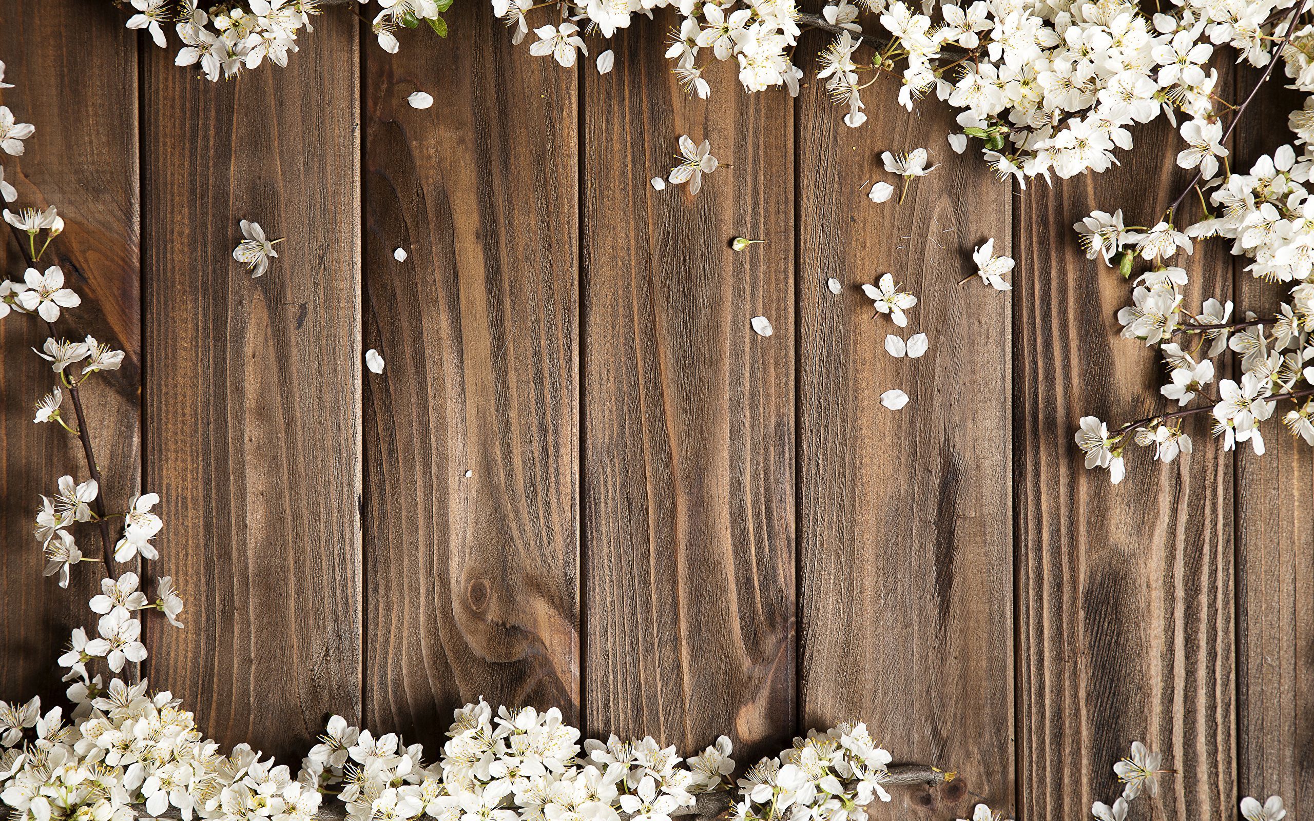Image Petals Flowers Wood planks Flowering trees 2560x1600 Boards