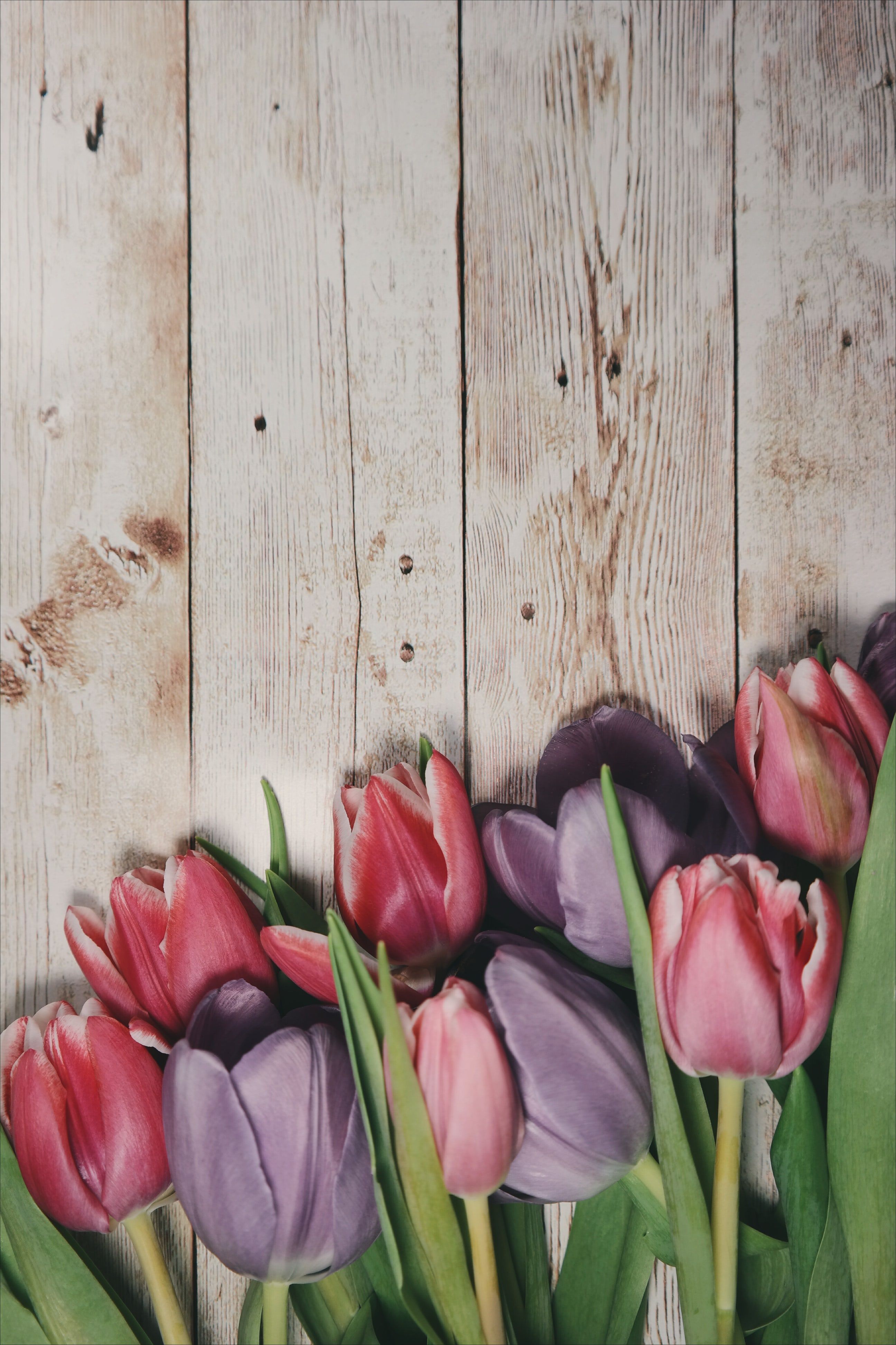Macro shot of pink tulips on a wooden deck. Flower