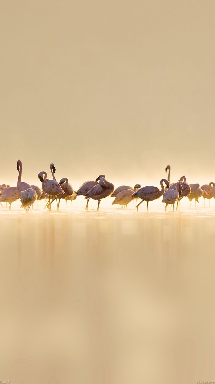 Flamingos Peace Animal Nature Birds Free Download Wallpaper for Phone