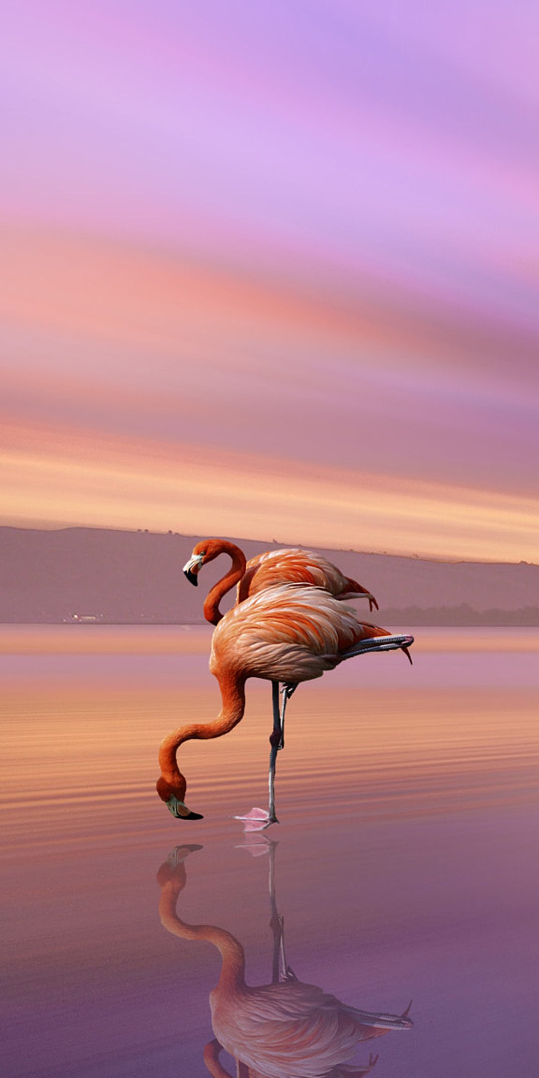 Animal Flamingo (1080x2160) Wallpaper