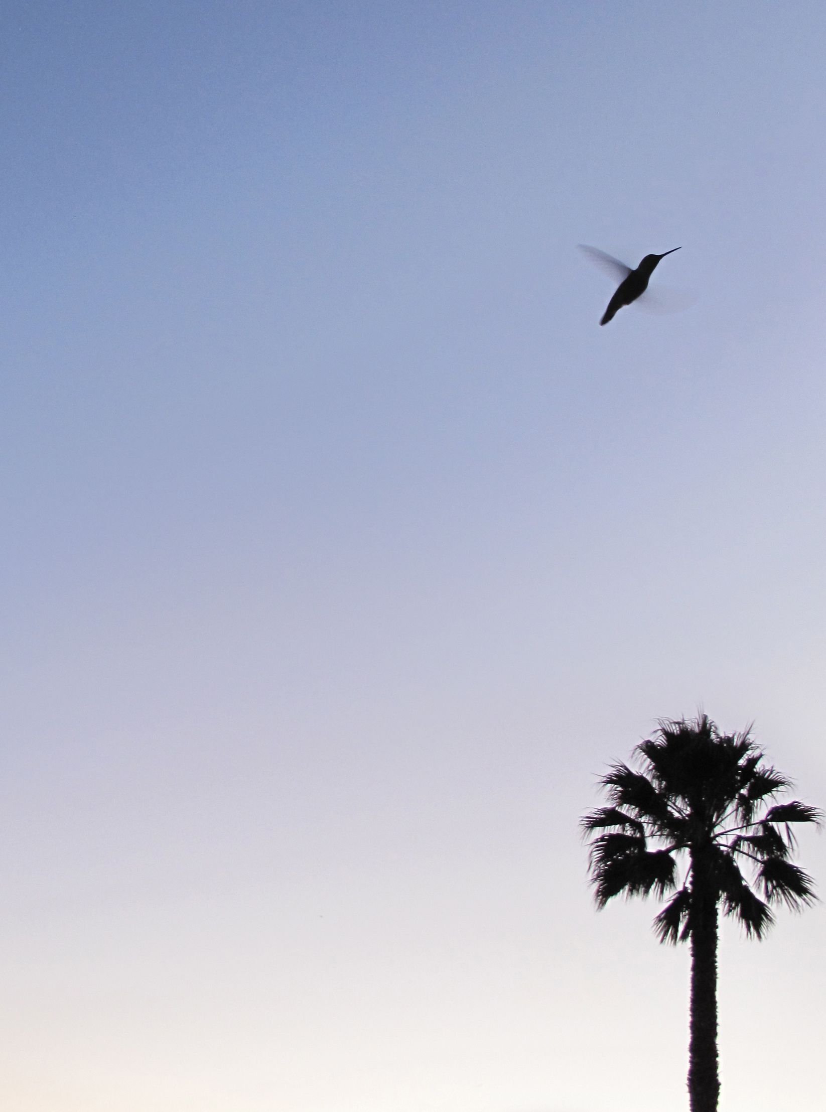 Hummingbird. Hummingbird wallpaper, iPhone wallpaper