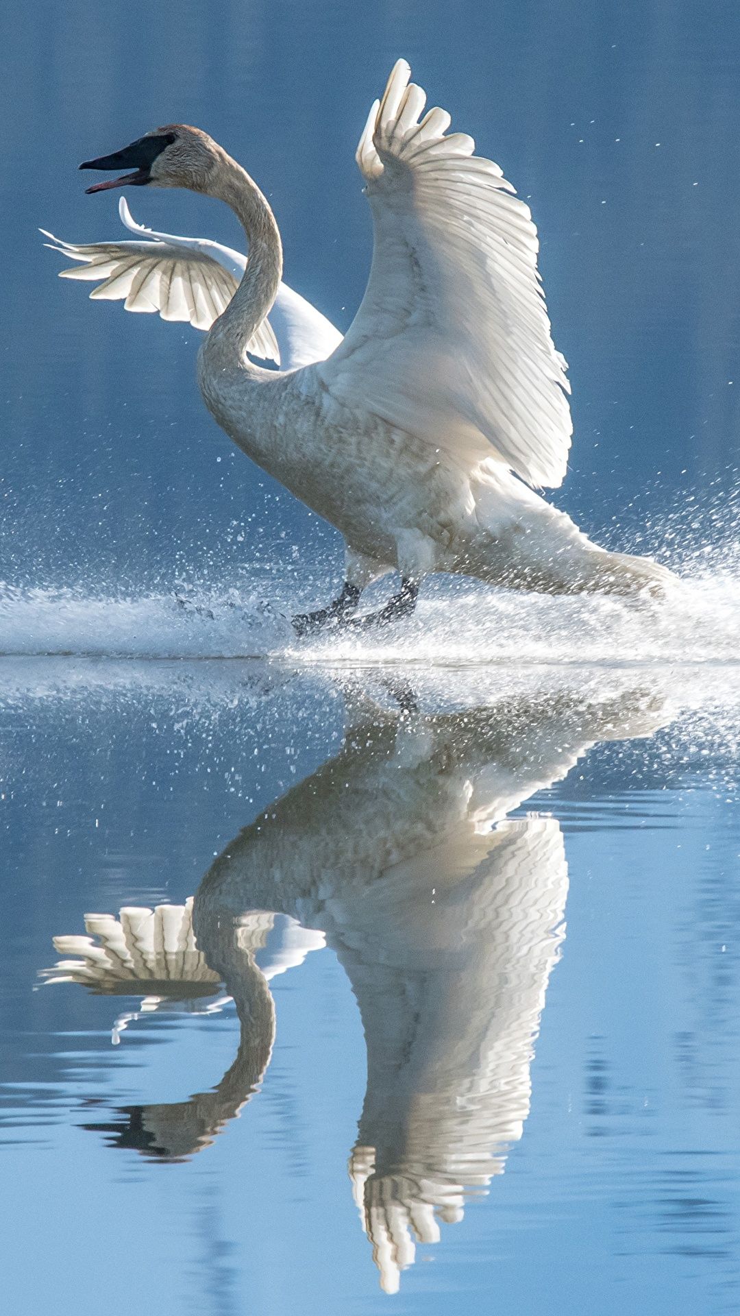 Desktop Wallpaper swan bird Wings White reflected Water 1080x1920