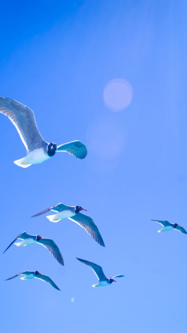 Gulls, seagulls, flight, sky, sunlight, 720x1280 wallpaper