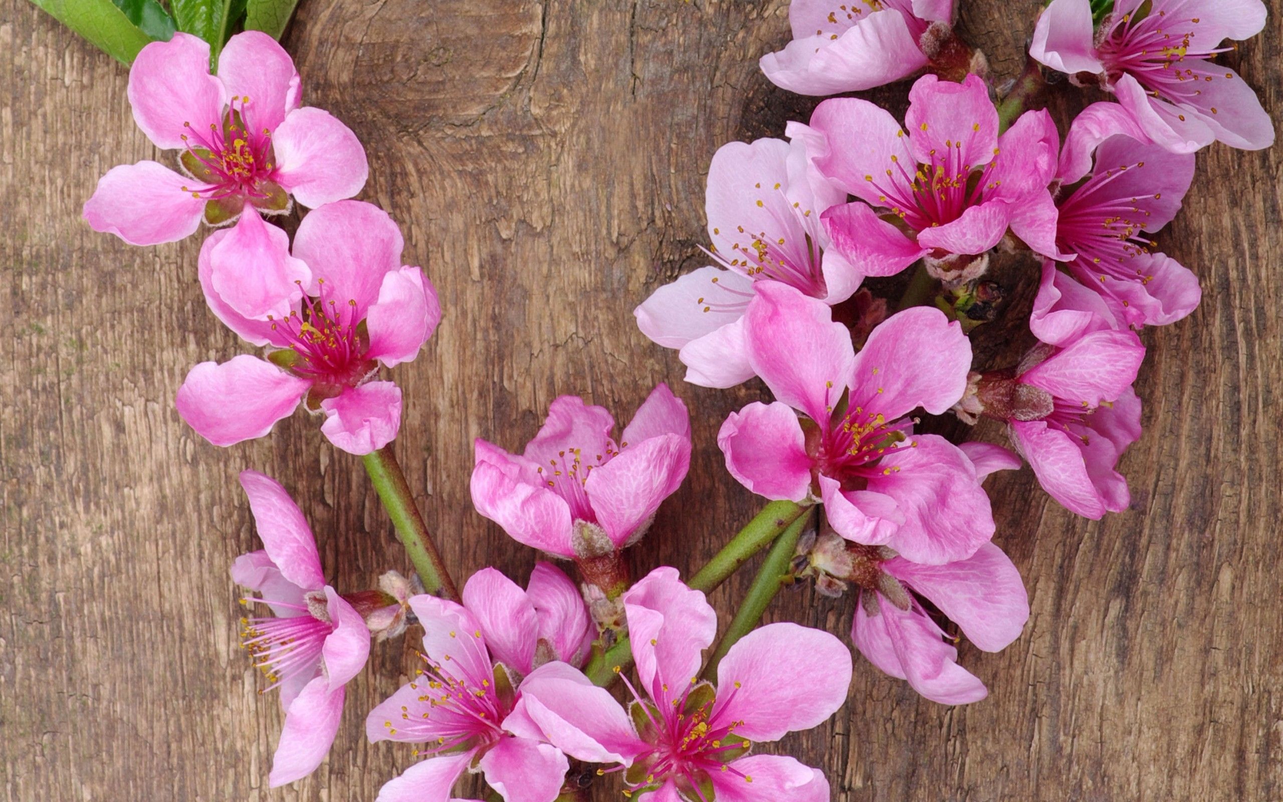 Download 2560x1600 Pink Flowers, Spring, Petals, Wood Wallpaper