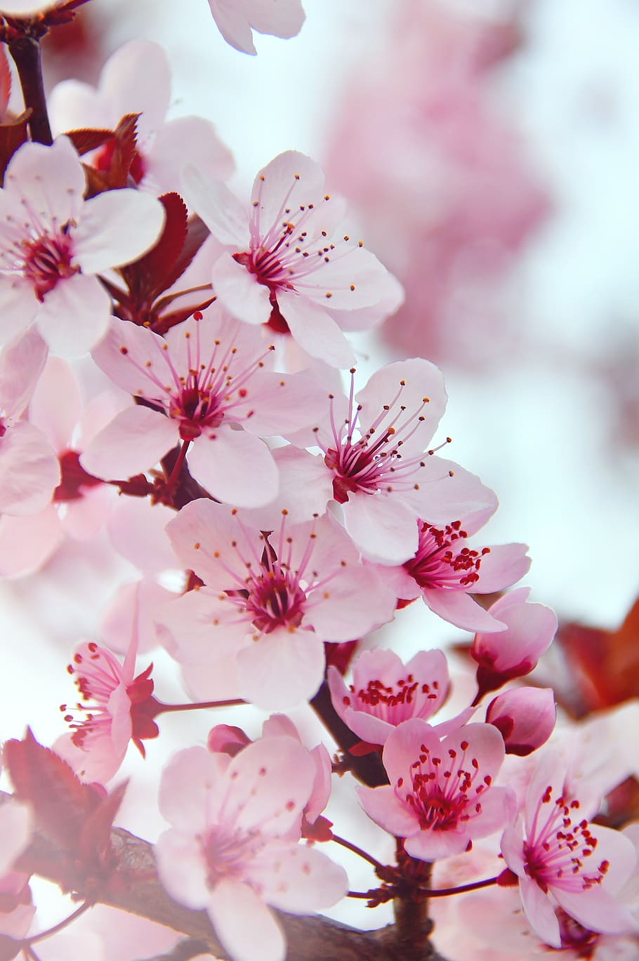 HD wallpaper: spring, spring flowers, pink, pink flowers, fresh, wood, branch
