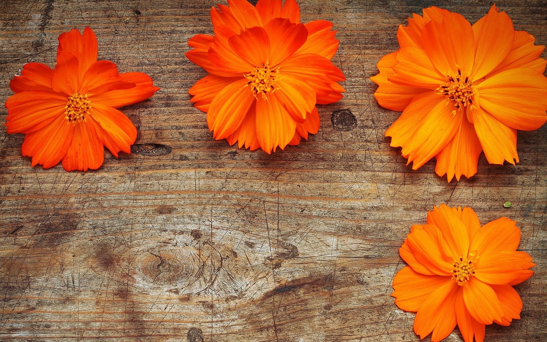 flowers, color, wooden, summer, orange, spring, beautiful blossoms