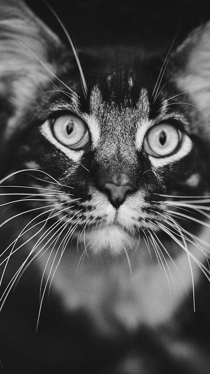 Staring Cat Black & White 4K Ultra HD Mobile Wallpaper:: These