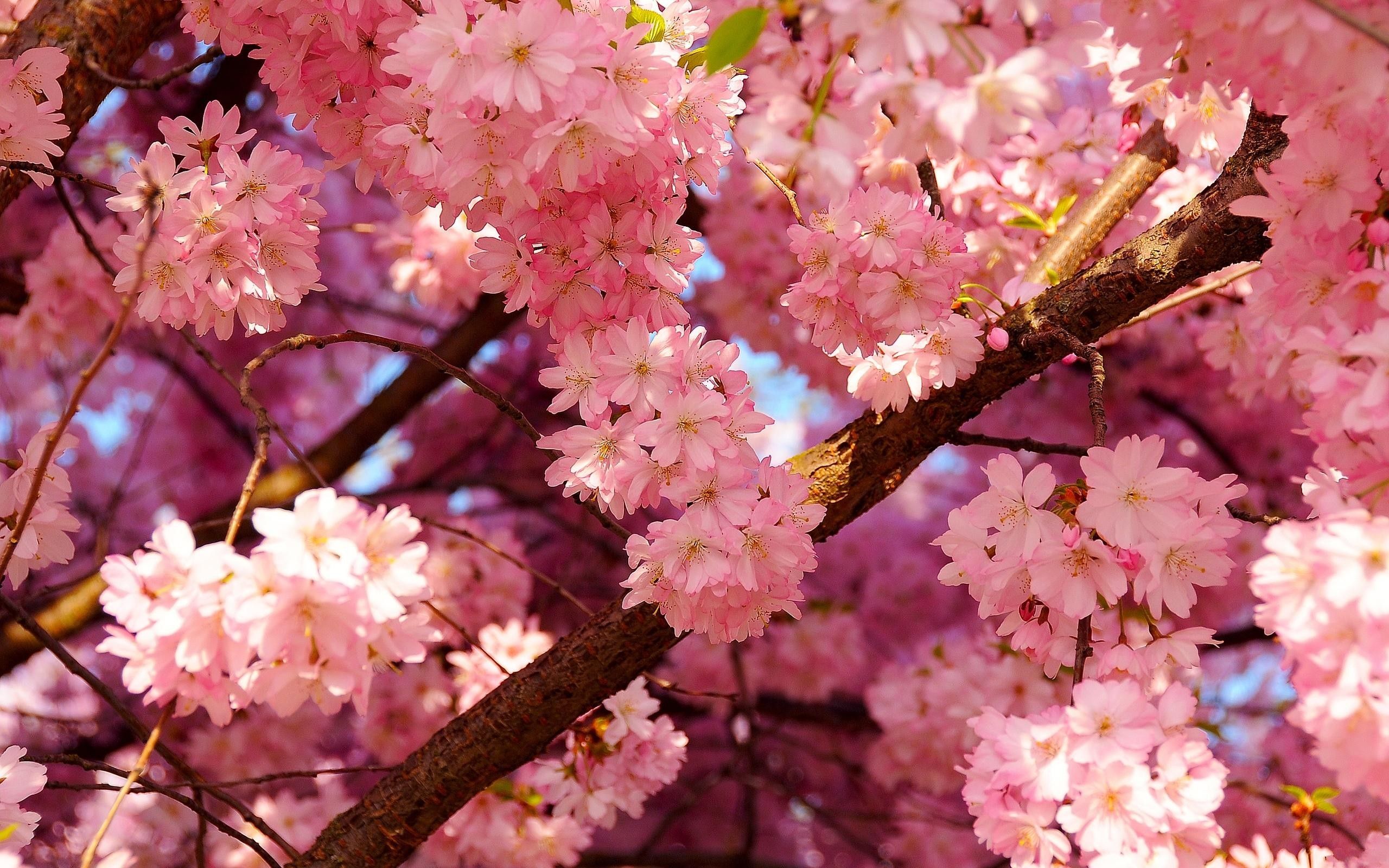 HD Cherry Blossom Wallpaper HD Desktop Wallpaper Background