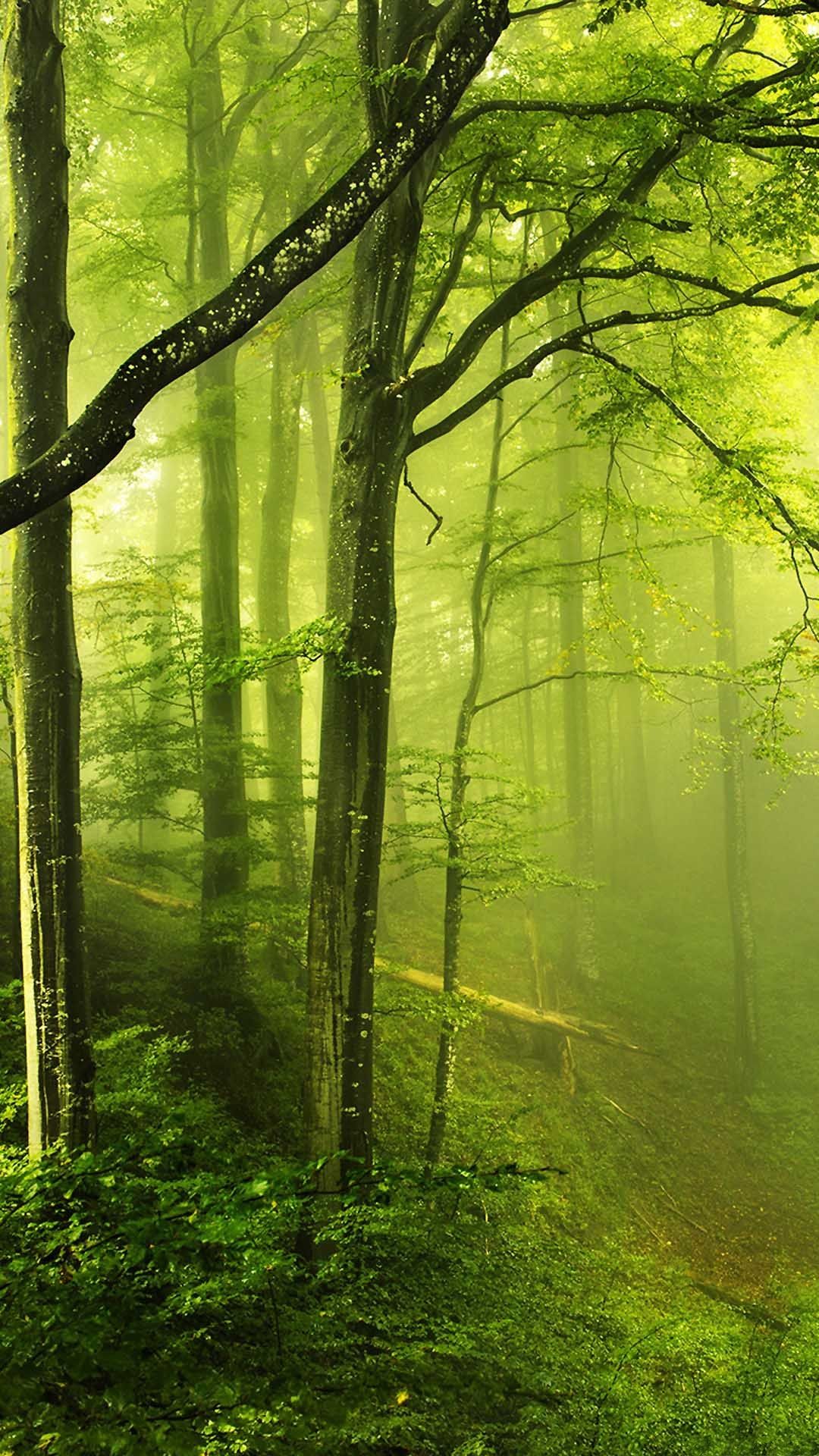 Fantasy Green Forest Android Wallpaper free download