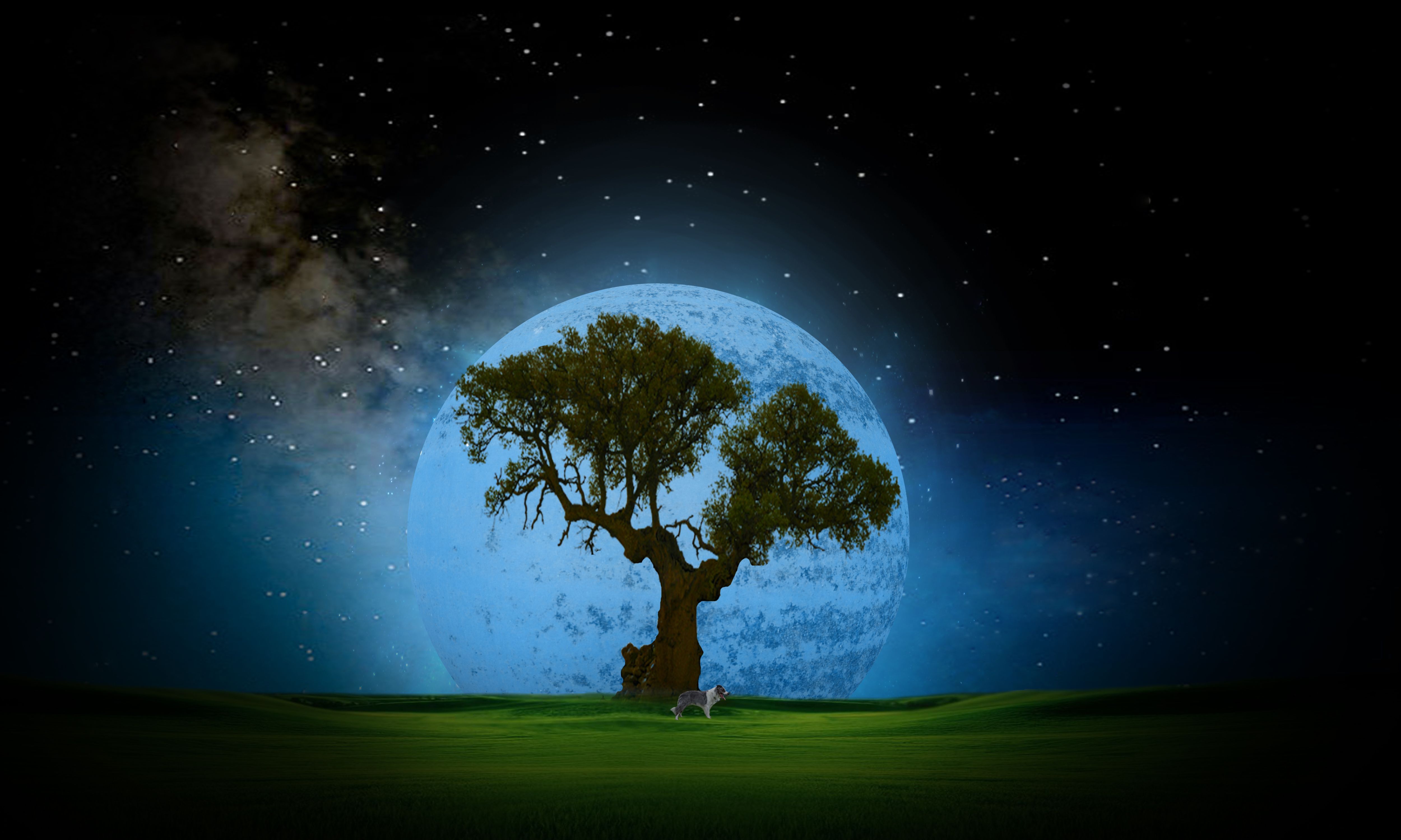 Tree Night Wallpaper Desktop Background #OxC. Beautiful nature