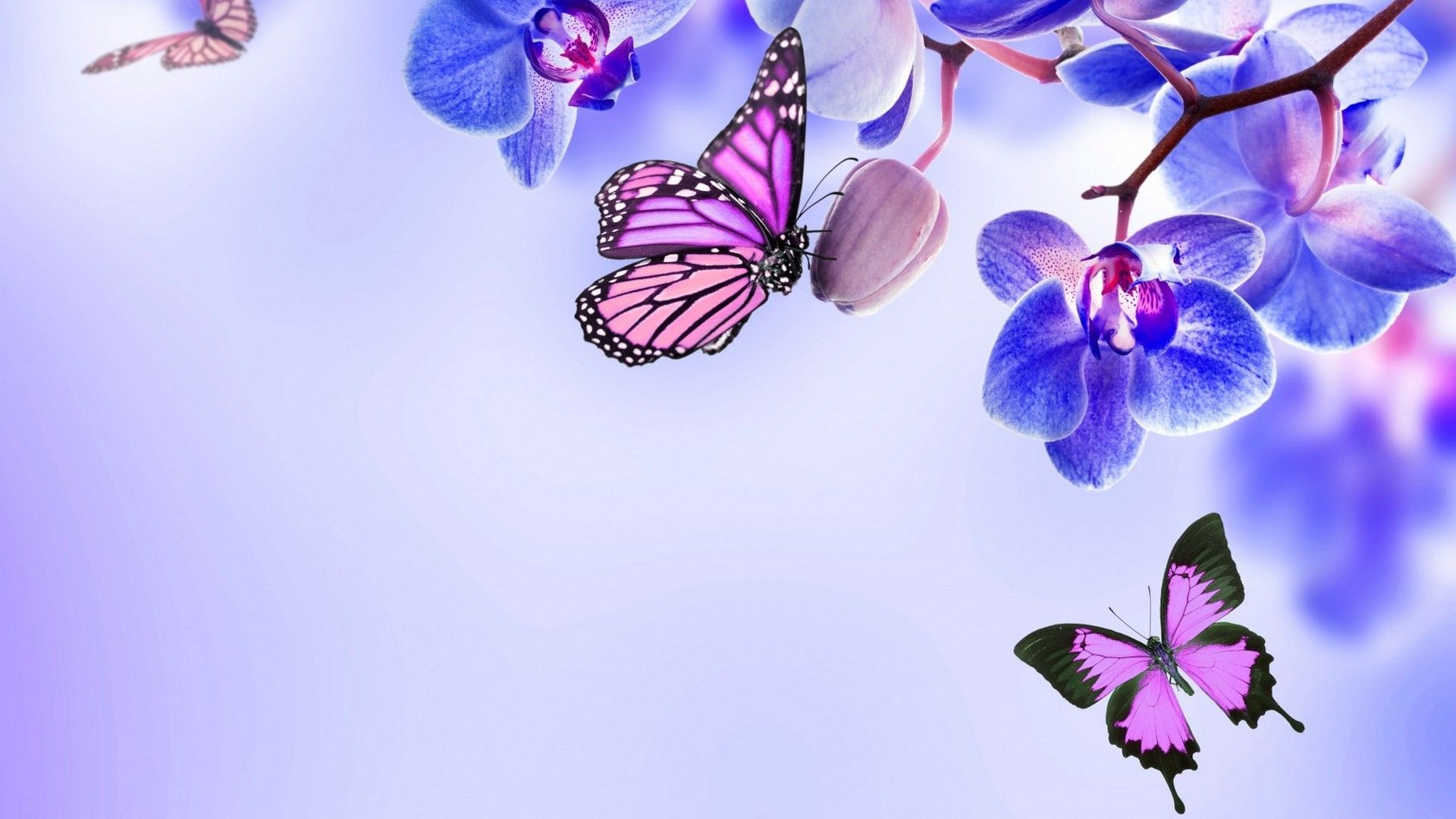 Purple Butterfly Desktop Wallpaper Cute Wallpaper
