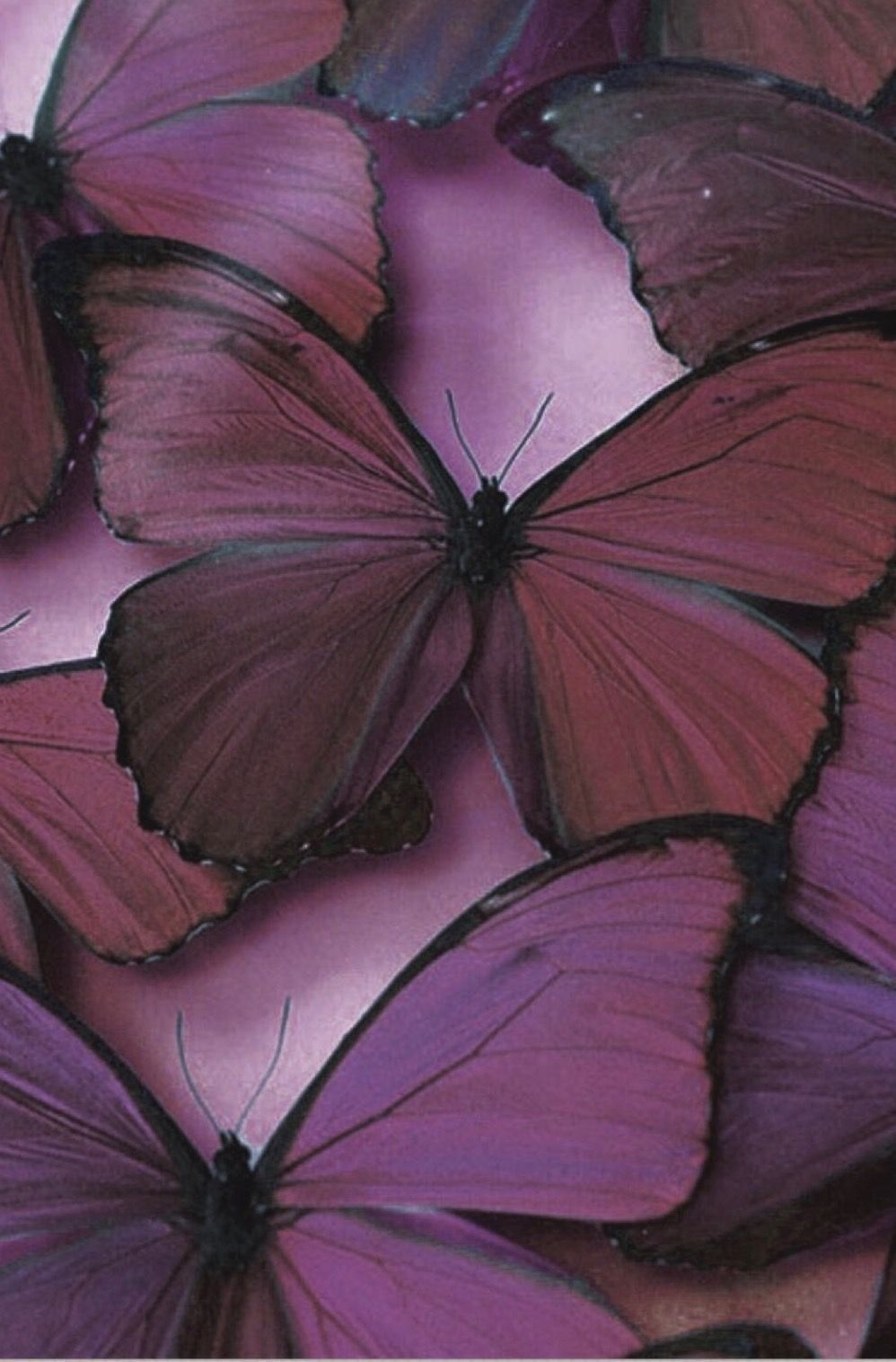 a e s t h e t i c s. Pastel butterflies